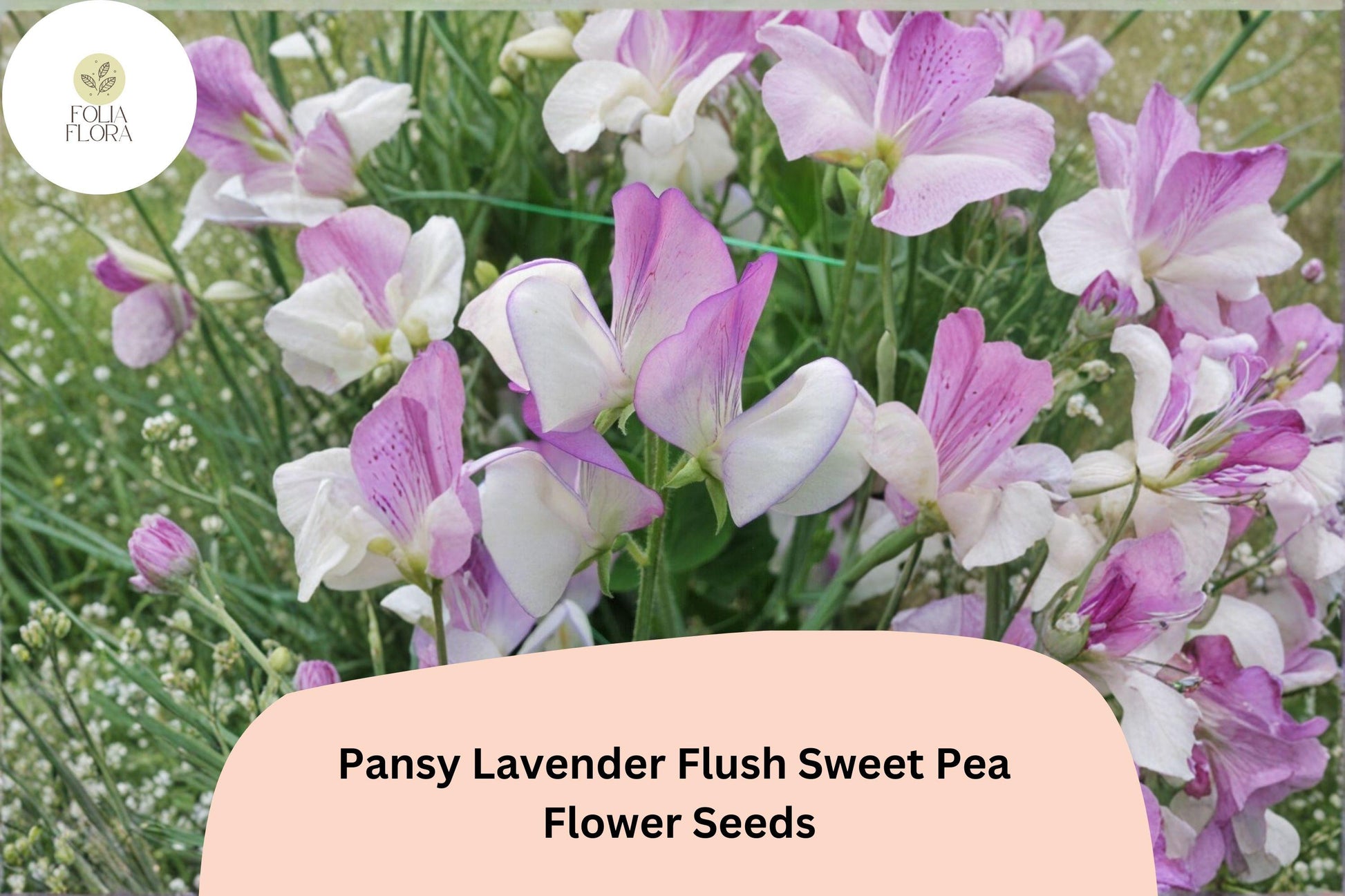 Pansy Lavender Flush Sweet Pea Seeds - 50+ Semi-Dwarf Climbing Vine (Lathyrus odoratus) - Compact Lavender Flowers for Garden