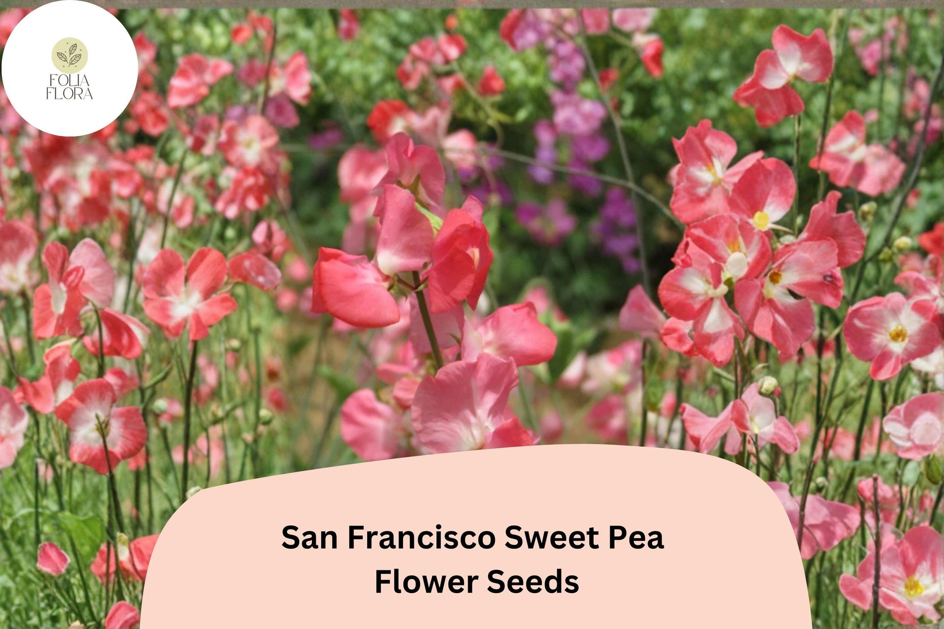 San Francisco Semi-Dwarf Sweet Pea Seeds - 50+ Soft Pink Climbing Flowers, Lathyrus odoratus ‘San Francisco’