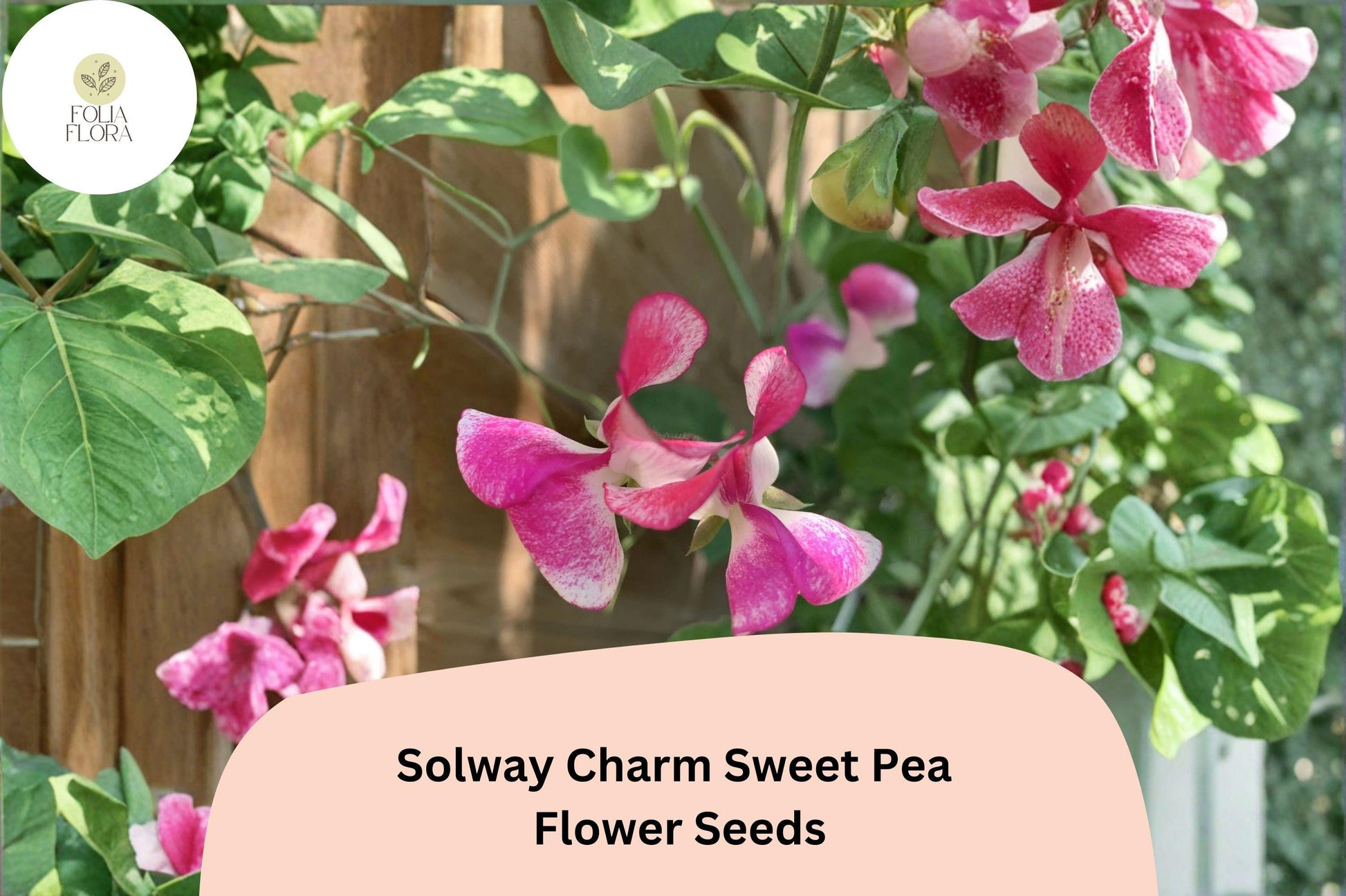 50+ Solway Charm Sweet Pea Seeds | Soft Purple Climbing Flowers | Lathyrus odoratus ‘Solway Charm’ | Compact for Small Spaces