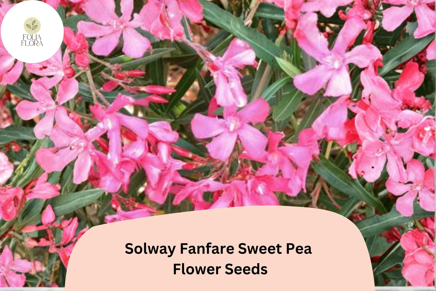 50+ Sweet Pea Seeds | Solway Fanfare Semi-Dwarf Pink-Purple Climbing Vine | Lathyrus odoratus