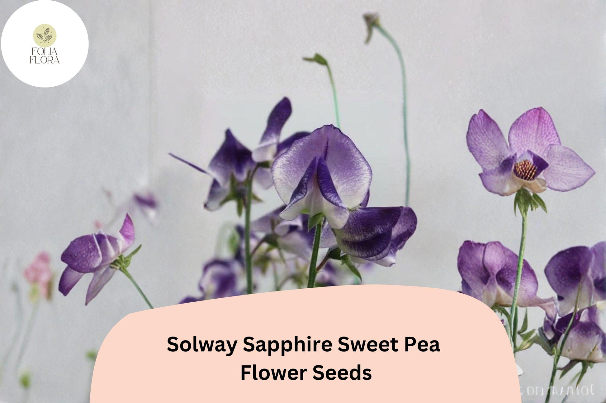 50+ Solway Sapphire Sweet Pea Seeds | Deep Blue-Purple Climbing Flowers | Lathyrus odoratus 'Solway Sapphire' | Semi-Dwarf Variety