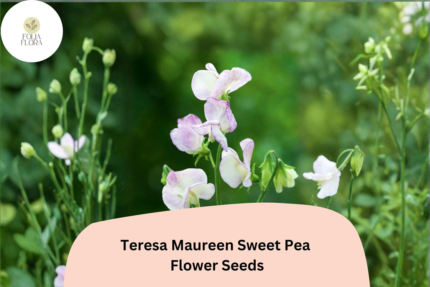 50+ Sweet Pea Seeds - Teresa Maureen Semi-Dwarf Purple Climbing Flowers - Lathyrus odoratus ‘Teresa Maureen’