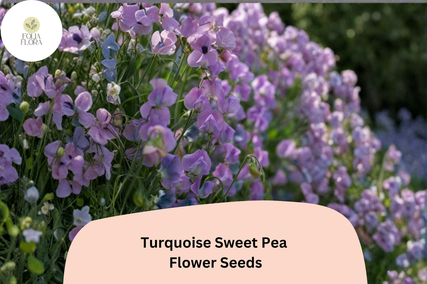 50+ Sweet Pea Seeds - Turquoise Lagoon Semi-Dwarf, Purple-Pink Climbing Flowers - Lathyrus odoratus ‘Turquoise Lagoon’