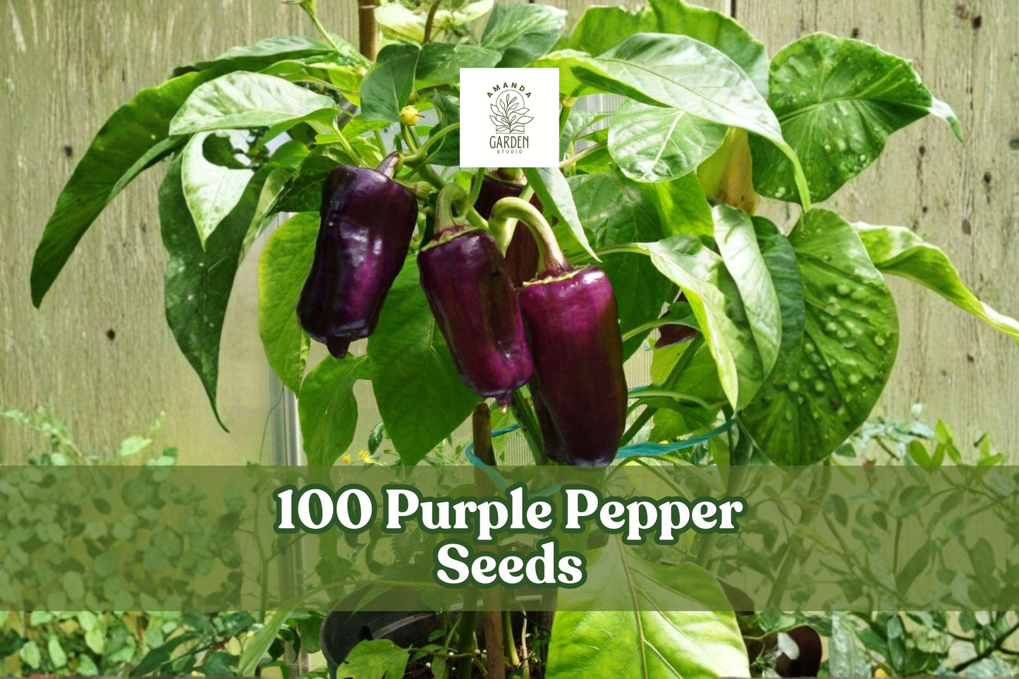 Purple Pepper Seeds - 100 Count - Capsicum annuum - Easy to Grow Warm-Season Vegetable for Garden Beds & Containers
