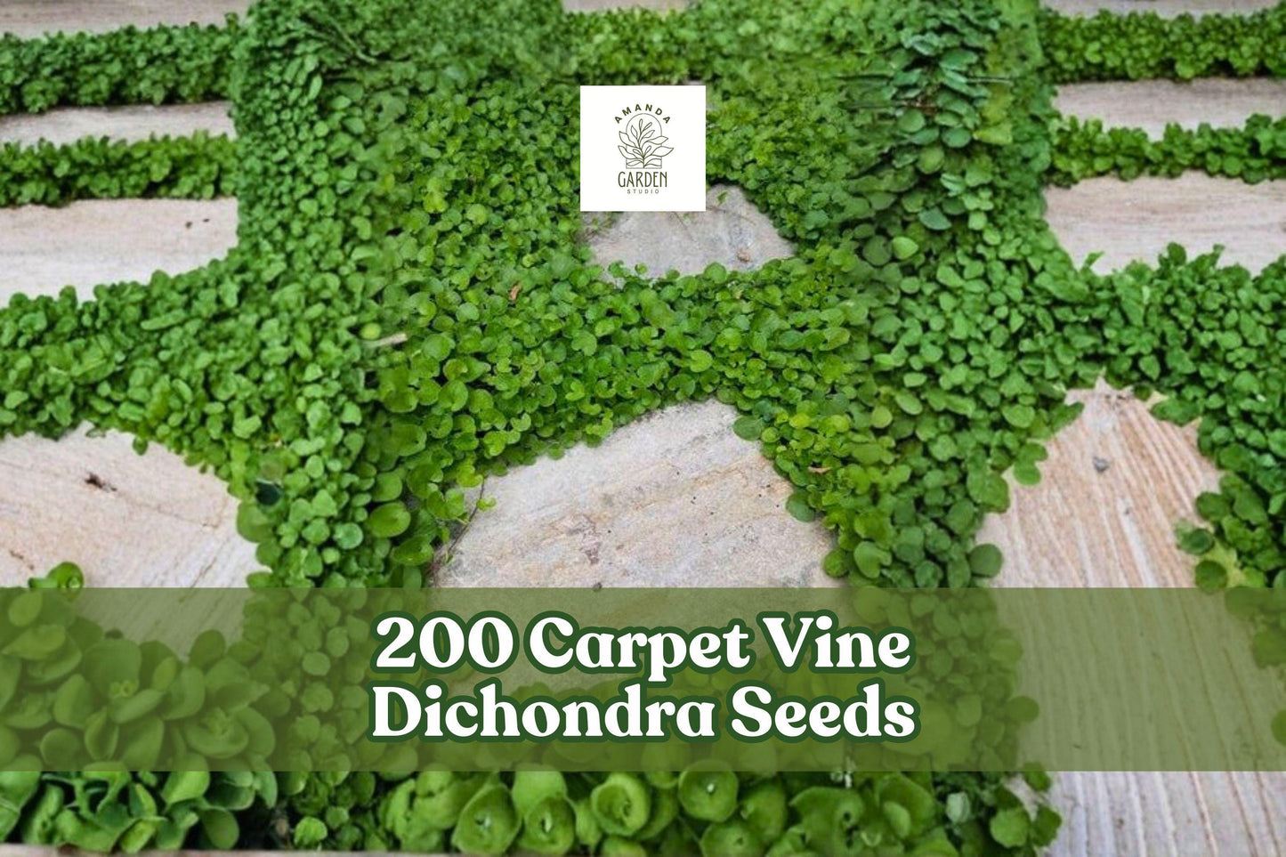 Carpet Vine Seeds - 200 Pack Dichondra Ground Cover for Gardens, Borders, Low-Growing Spreading Plant, Dichondra spp.