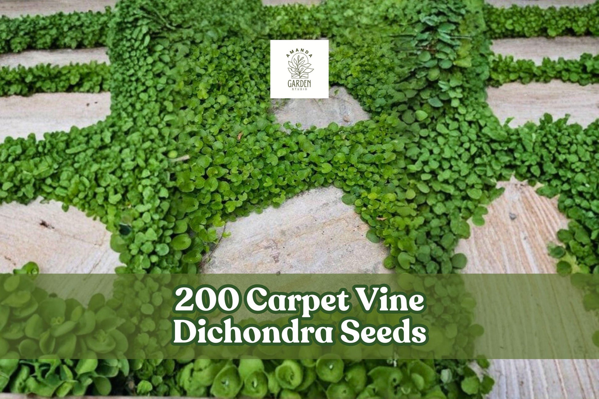 Carpet Vine Seeds - 200 Pack Dichondra Ground Cover for Gardens, Borders, Low-Growing Spreading Plant, Dichondra spp.
