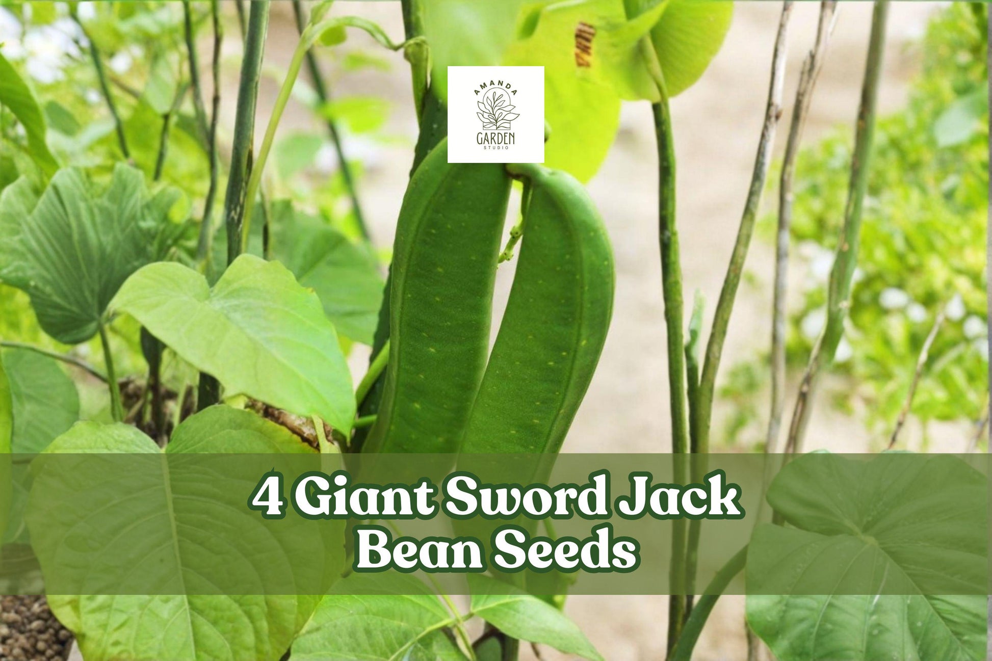 Giant Sword Jack Bean Seeds - 4 Pack - Canavalia gladiata - Large Pod Climbing Legume for Garden Planting