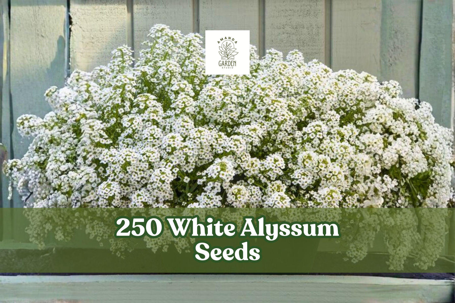 250 White Alyssum Seeds for Planting - Low-Growing Ground Cover - Lobularia maritima - Ideal for Garden Edging & Containers