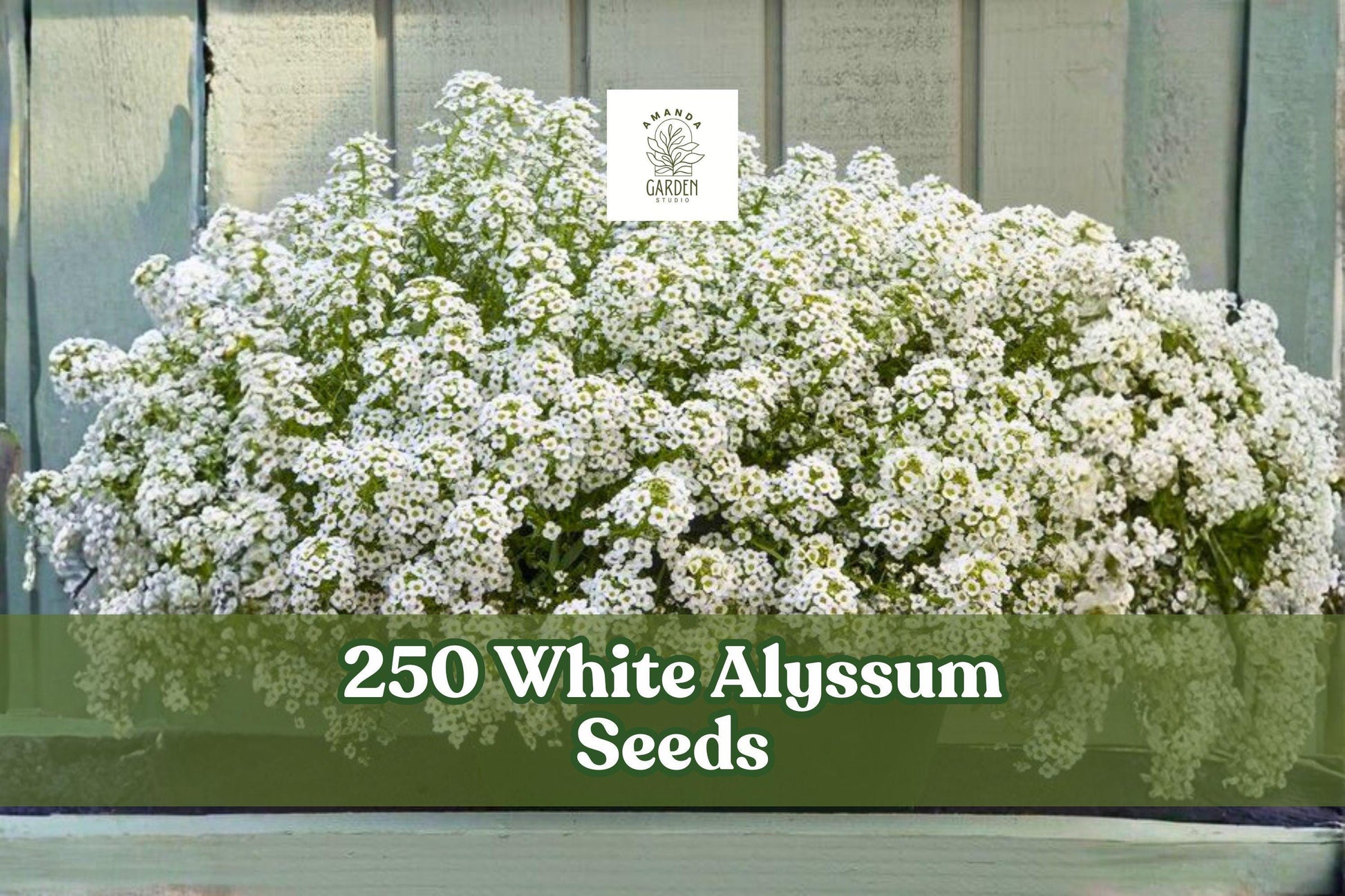 250 White Alyssum Seeds for Planting - Low-Growing Ground Cover - Lobularia maritima - Ideal for Garden Edging & Containers