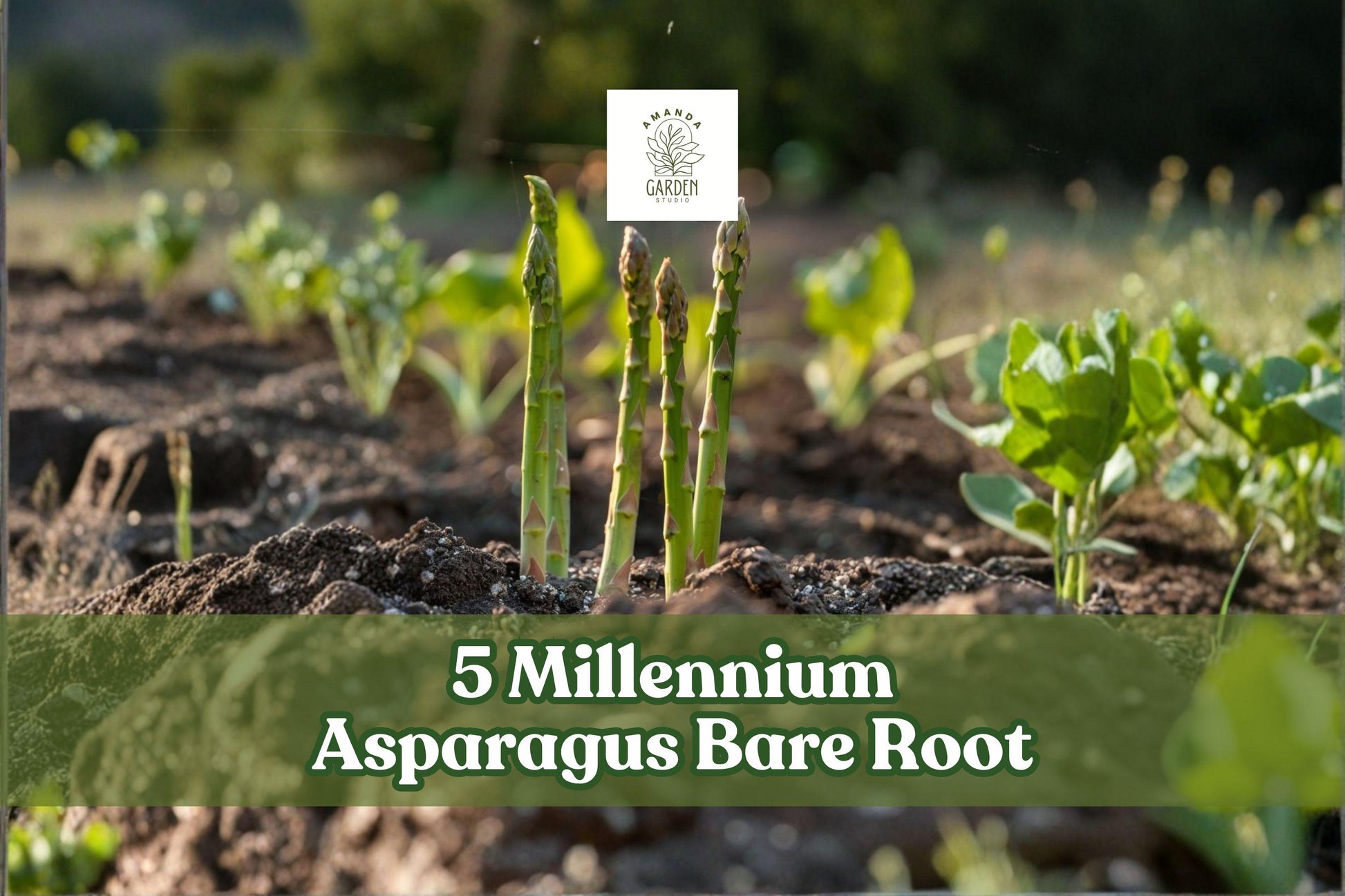 Millennium Asparagus Bare Root Plants - 5 Live 2-Year Crowns for Garden Planting - Asparagus officinalis