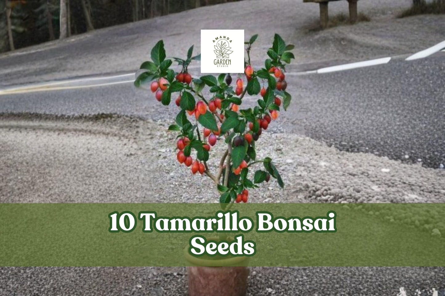 Tamarillo Bonsai Seeds - 10 Pack Cyphomandra betacea - Ornamental Tree for Bonsai Training, Container or Garden Planting