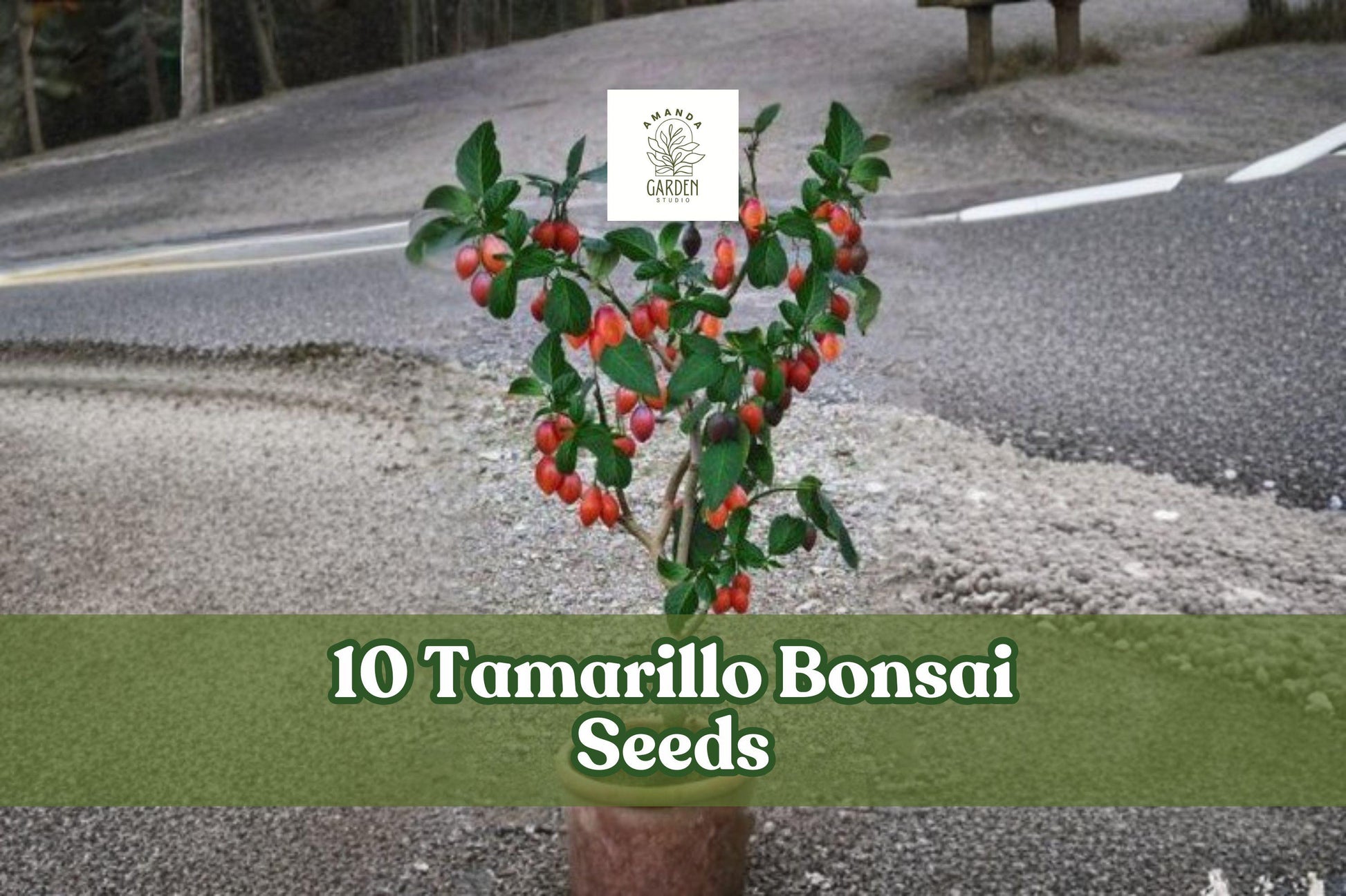 Tamarillo Bonsai Seeds - 10 Pack Cyphomandra betacea - Ornamental Tree for Bonsai Training, Container or Garden Planting
