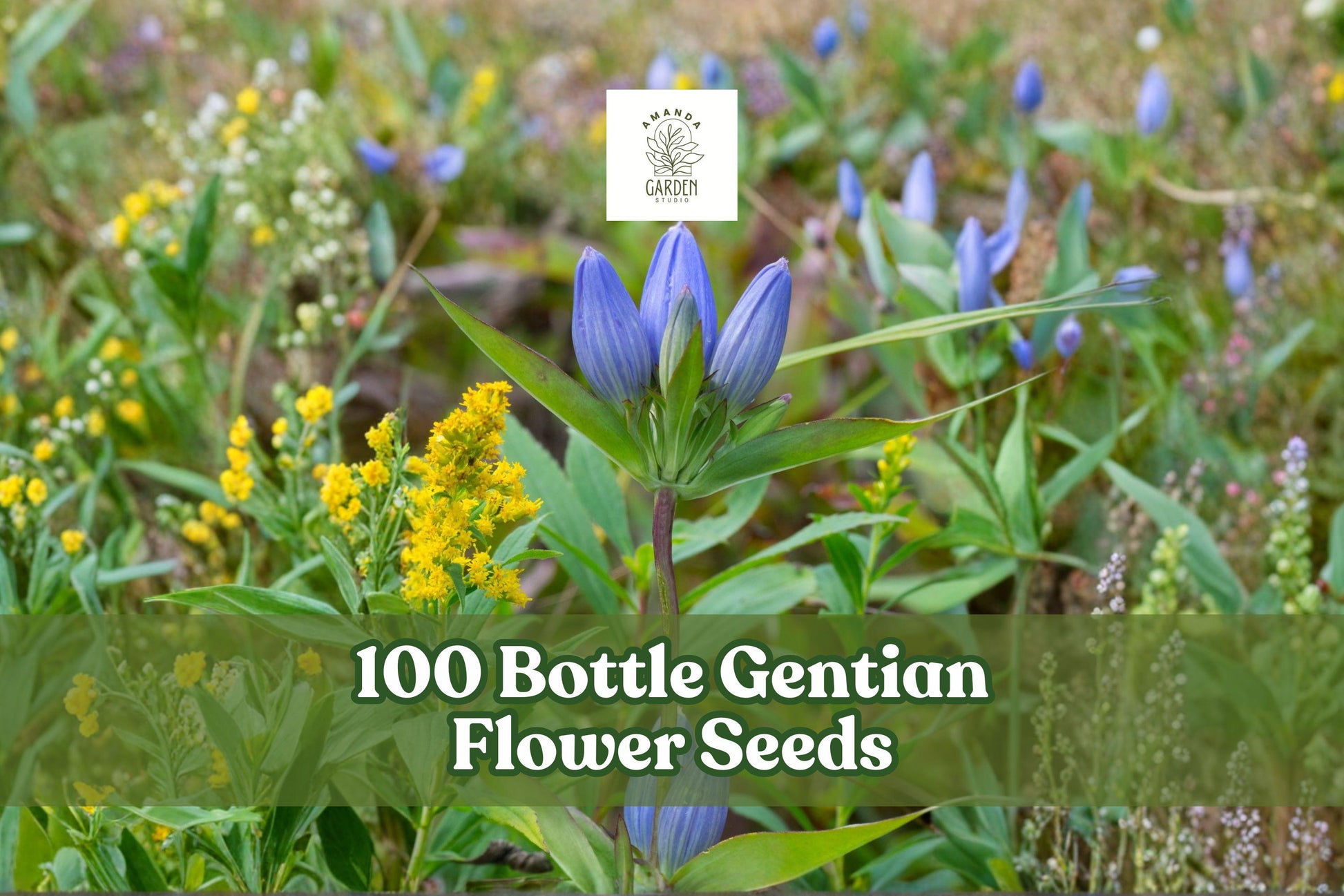 100 Bottle Gentian Flower Seeds for Planting, Blue Blooms, Native Perennial - Gentiana andrewsii