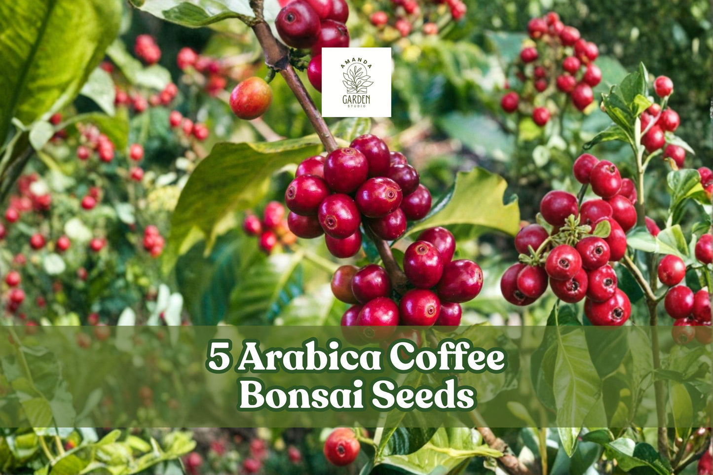 5 Arabica Coffee Bonsai Seeds for Planting - Coffea arabica - Ornamental Evergreen for Indoor or Container Growing