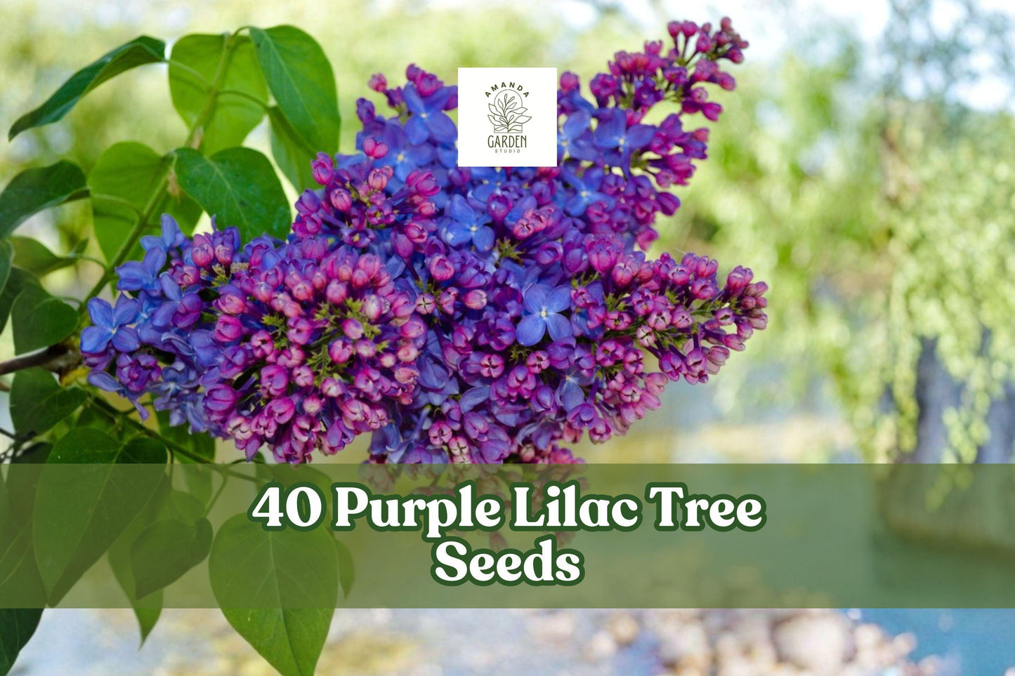 Purple Lilac Tree Seeds - 40 Pack of Syringa vulgaris - Flowering Ornamental Shrub for Garden & Bonsai Cultivation