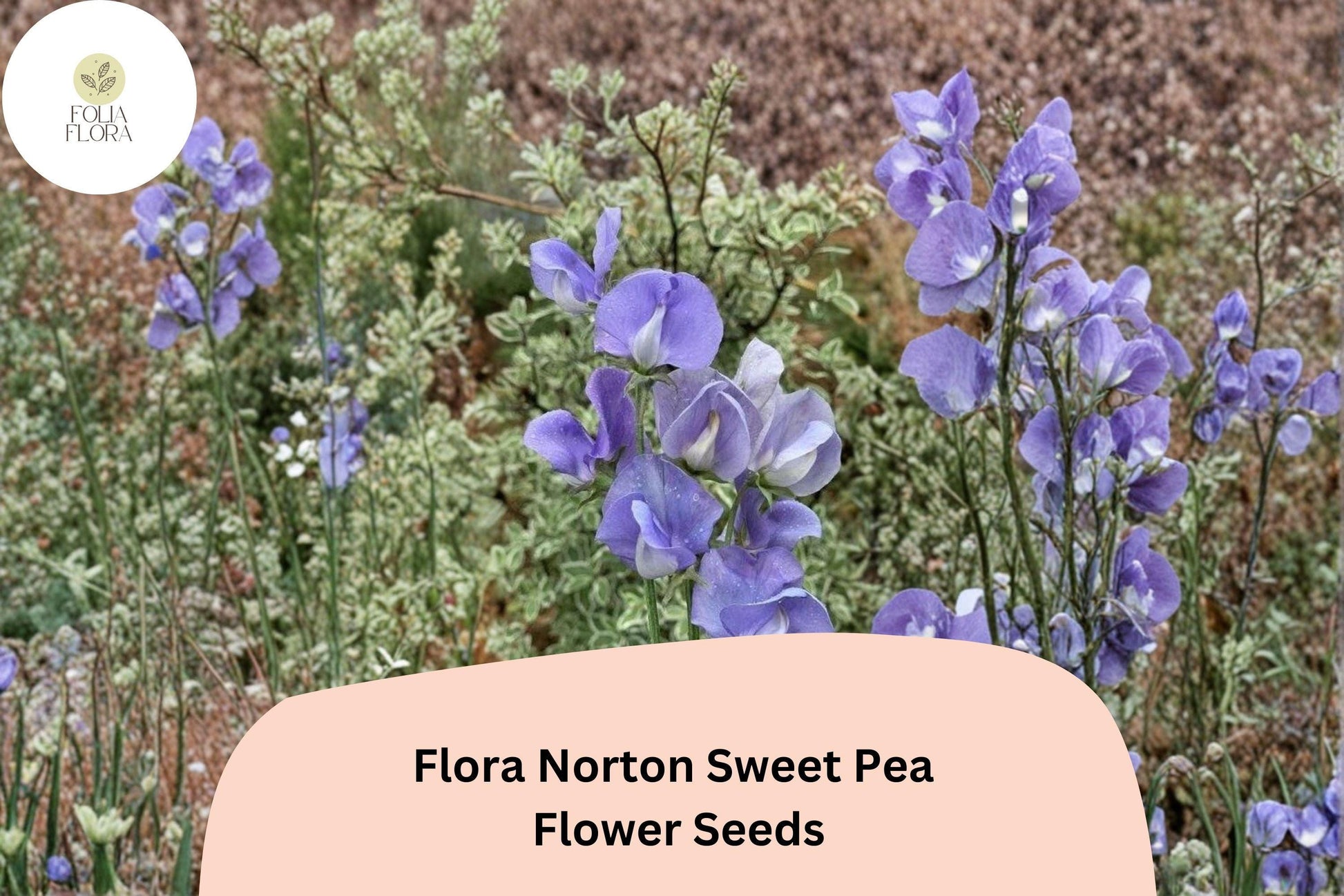 Sweet Pea Seeds - Flora Norton Variety - Fragrant Blue Climbing Flowers - Lathyrus odoratus - Over 50 Seeds for Garden Use
