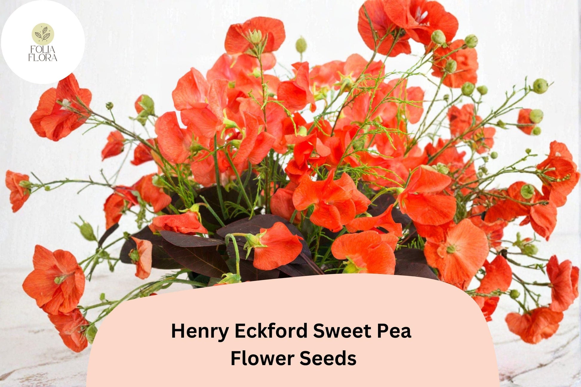 Henry Eckford Sweet Pea Seeds | 50+ Fragrant Orange Salmon Heirloom | Lathyrus odoratus | Perfect for Climbing and Cut Flowers