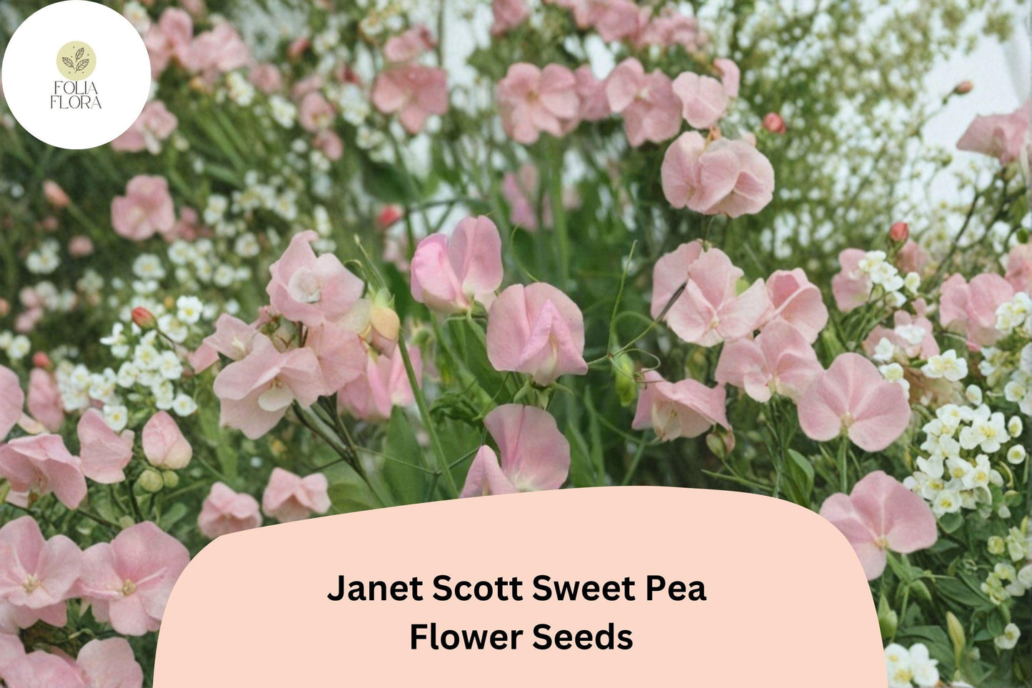 Janet Scott Sweet Pea Seeds - 50+ Fragrant Pink Climbing Flowers for Garden Trellis, Lathyrus odoratus, Easy to Grow