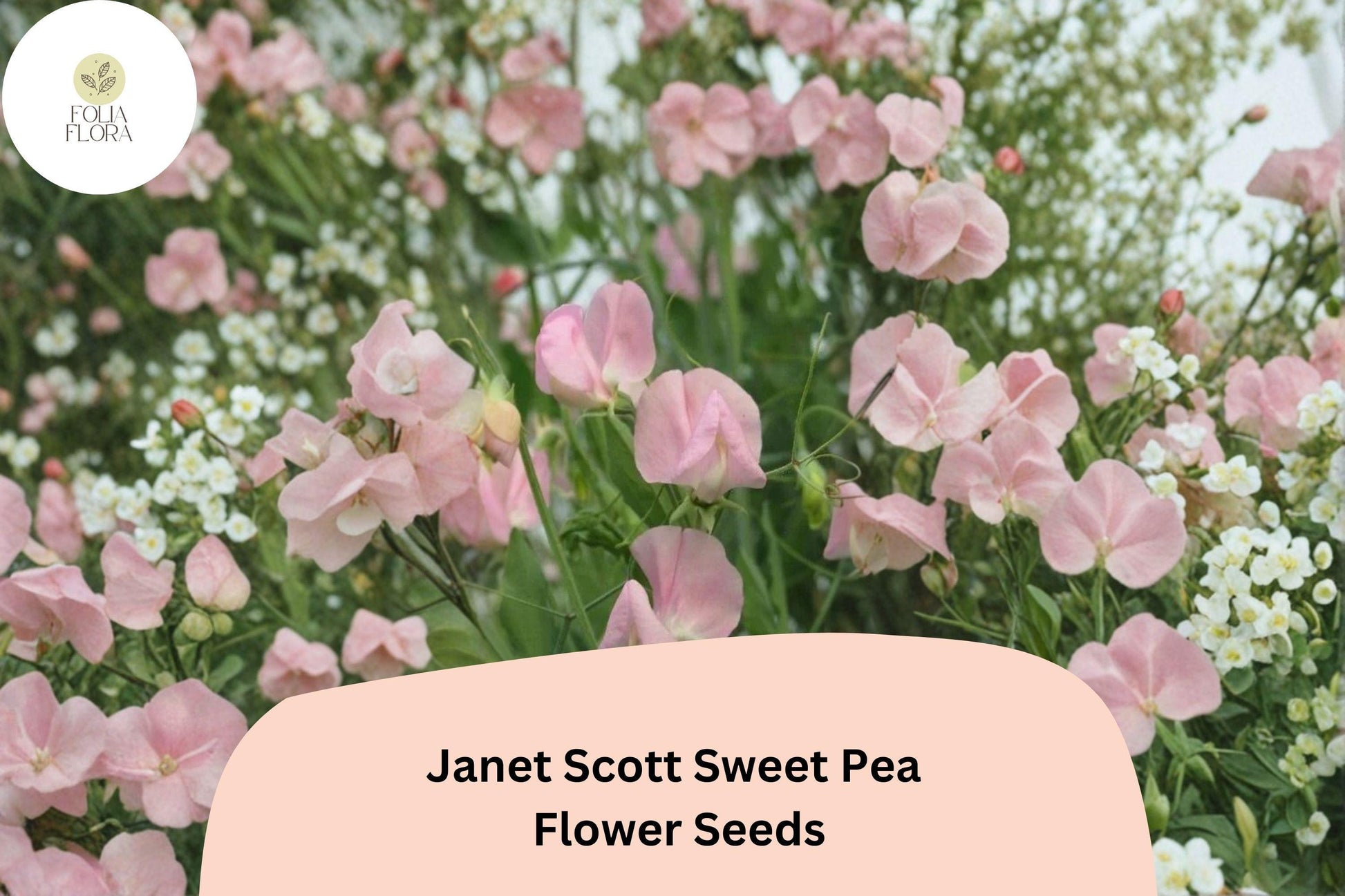 Janet Scott Sweet Pea Seeds - 50+ Fragrant Pink Climbing Flowers for Garden Trellis, Lathyrus odoratus, Easy to Grow