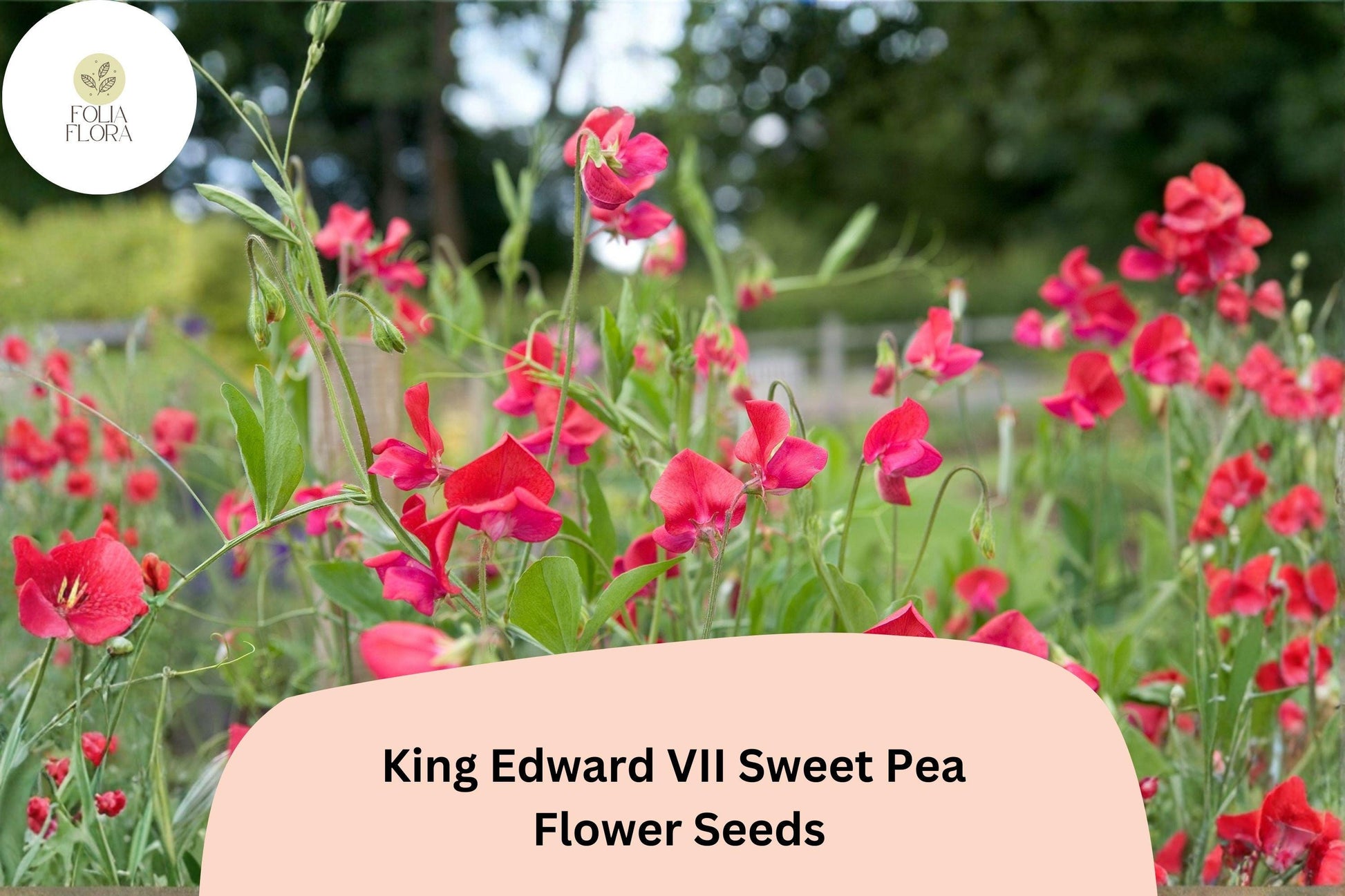 King Edward VII Sweet Pea Seeds - 50+ Fragrant Deep Red Flowers | Lathyrus odoratus | Climbing Annual for Trellises and Gardens