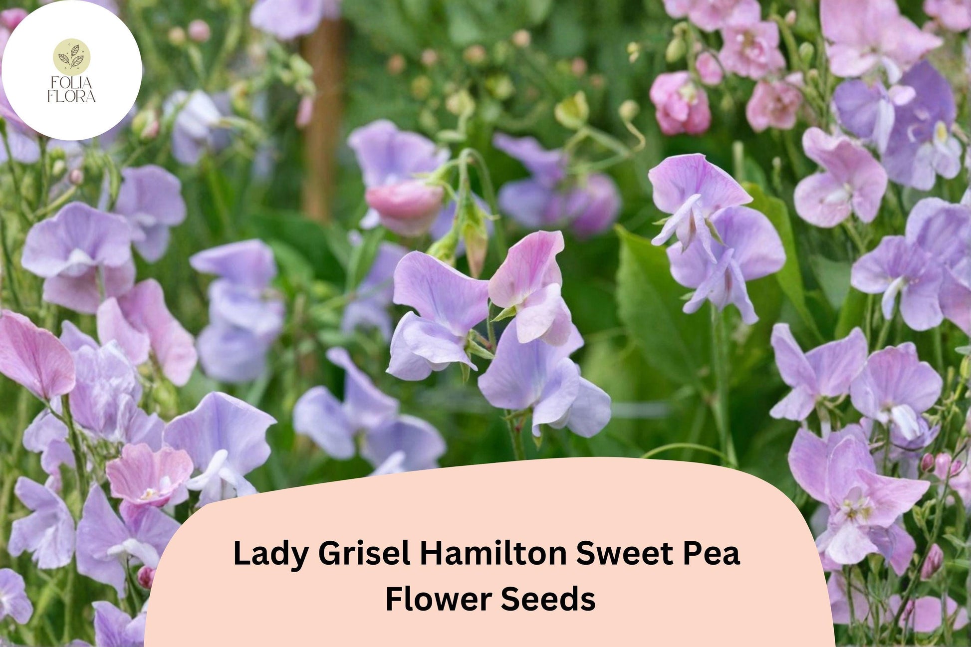 Lady Grisel Hamilton Sweet Pea Seeds - 50+ Fragrant Lavender Climbing Flowers for Garden Trellis | Lathyrus odoratus