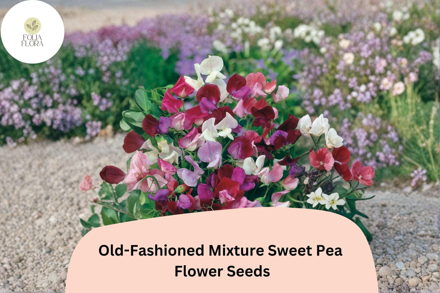 Old-Fashioned Mixture Sweet Pea Seeds | 50+ Fragrant Climbing Flowers | Lathyrus odoratus | Mixed Colors for Garden Trellis