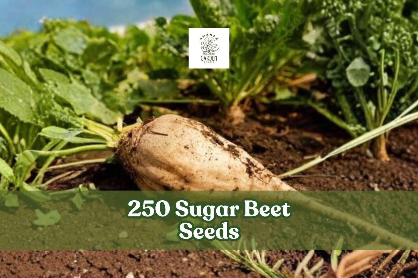 250 Sugar Beet Seeds for Planting | Beta vulgaris | Strong Growth, Cool-Season Vegetable, Garden Bed Friendly