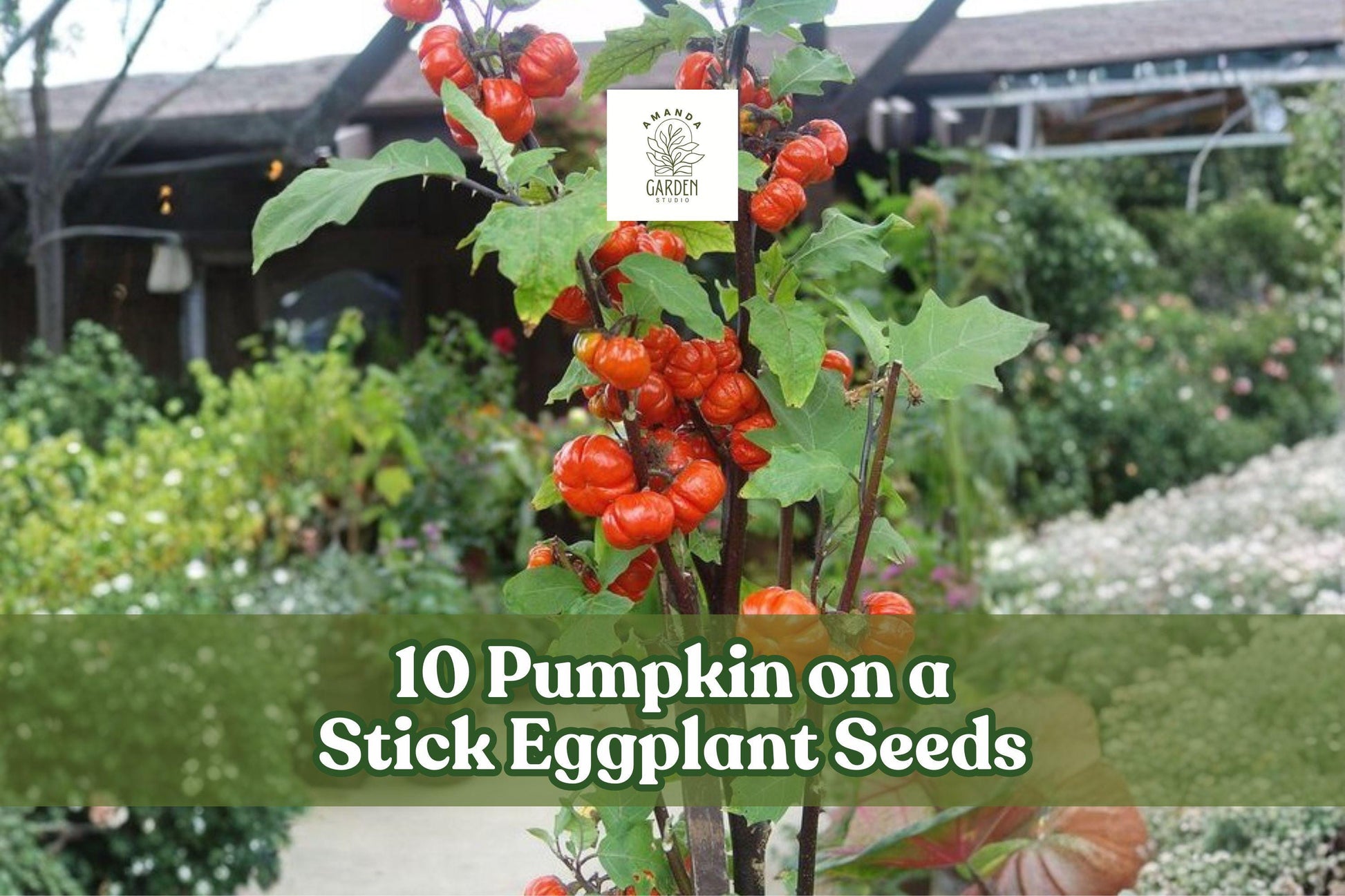 Pumpkin on a Stick Eggplant Seeds - 10 Count - Ornamental Vegetable - Solanum integrifolium - Colorful Garden Display