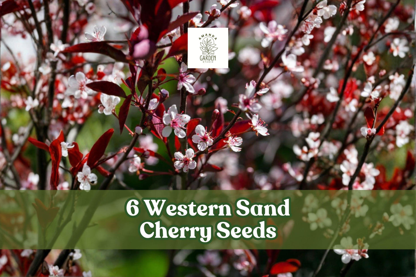 Western Sand Cherry Seeds - 6 Pack for Planting, Prunus pumila, Deciduous Shrub with Ornamental Foliage, Ideal for Landscaping