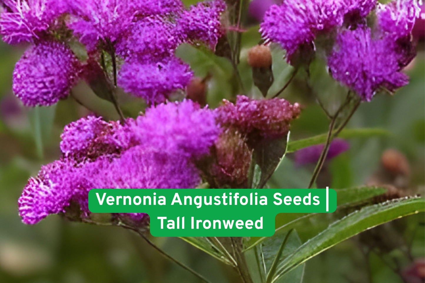 Vernonia Angustifolia Seeds | Tall Ironweed | Purple Pollinator-Friendly Wildflower | Native Perennial Seed for Gardens