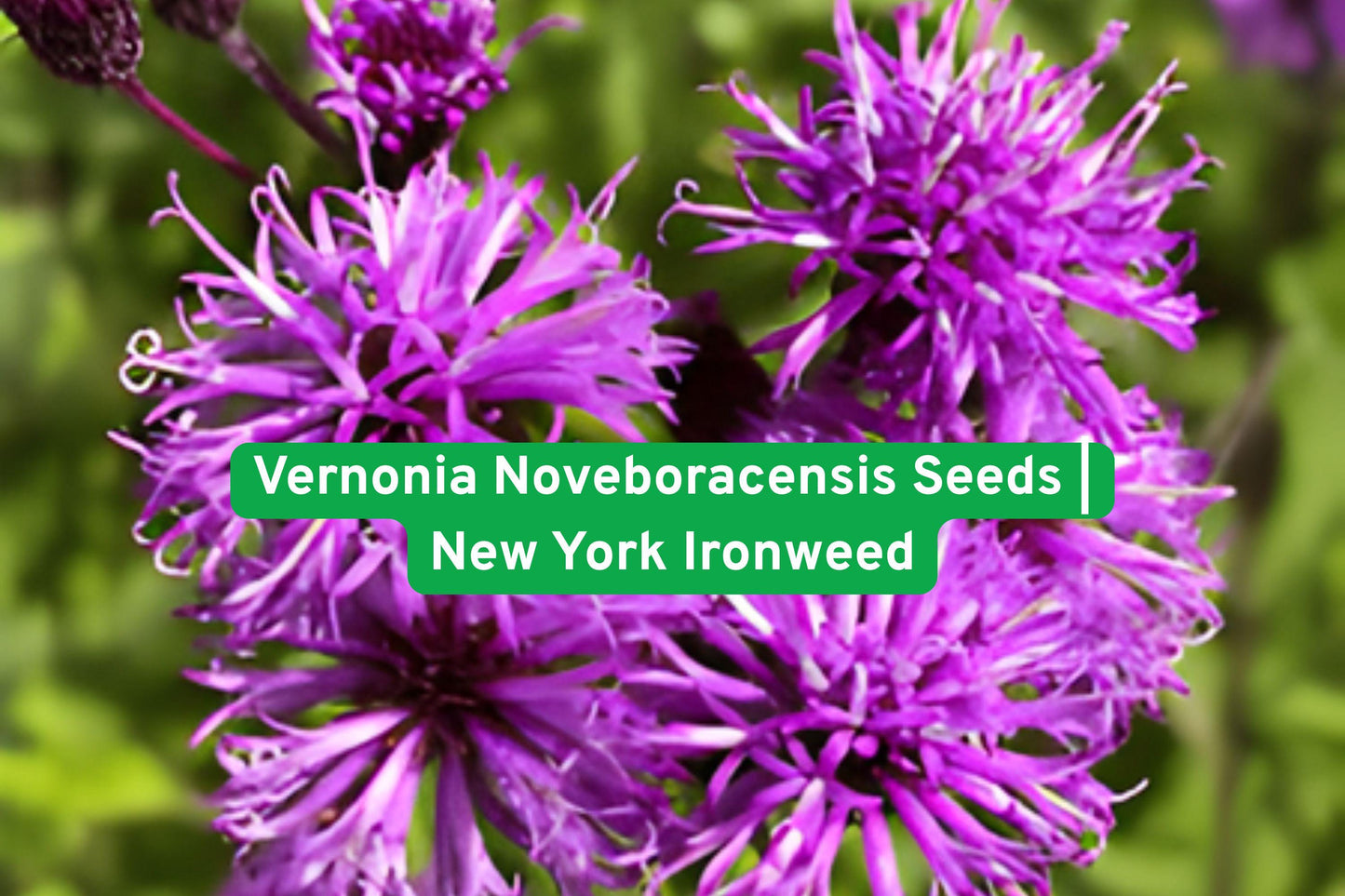 Vernonia Noveboracensis Seeds | New York Ironweed | Purple Perennial Wildflower | Pollinator-Friendly Garden Plant