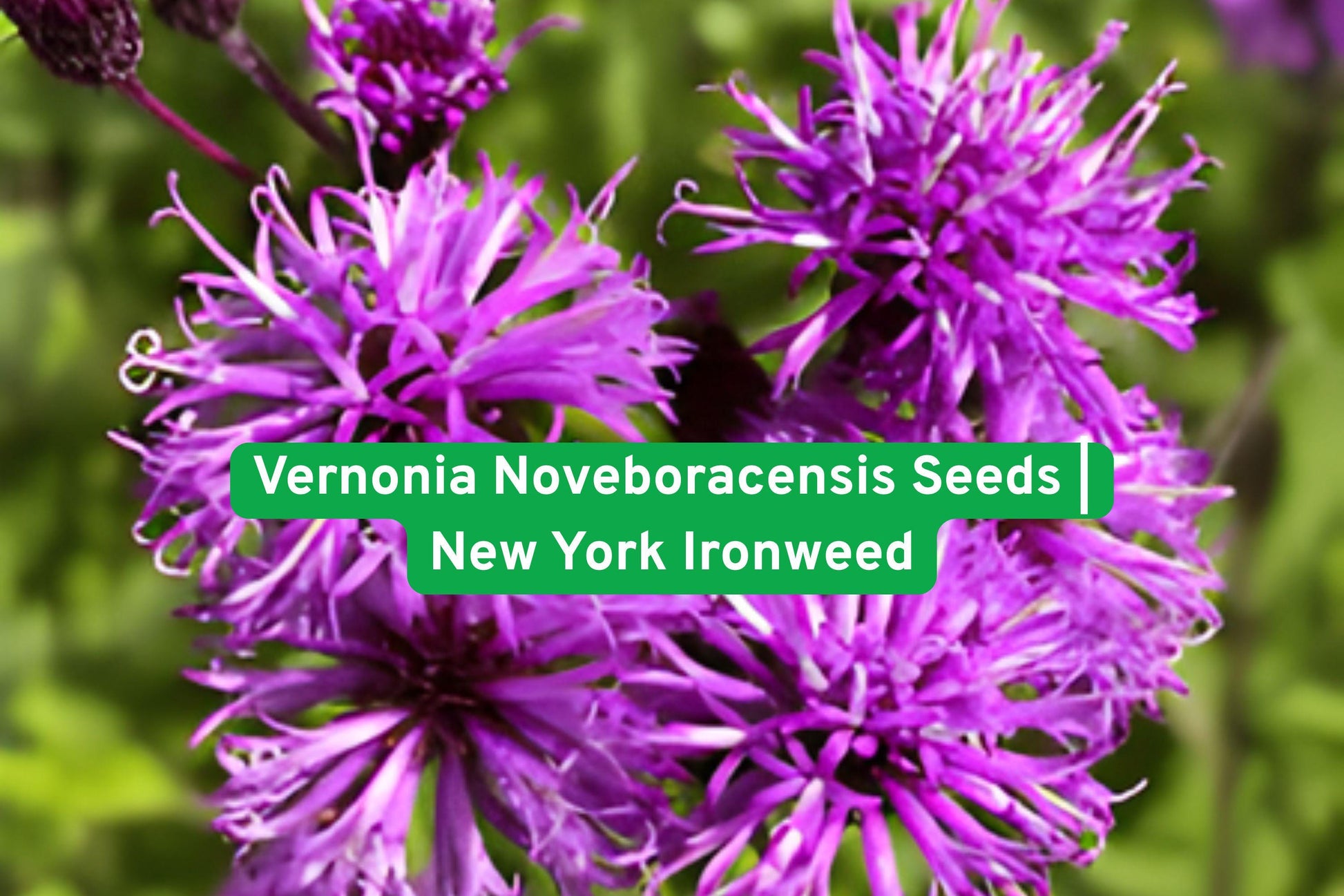 Vernonia Noveboracensis Seeds | New York Ironweed | Purple Perennial Wildflower | Pollinator-Friendly Garden Plant