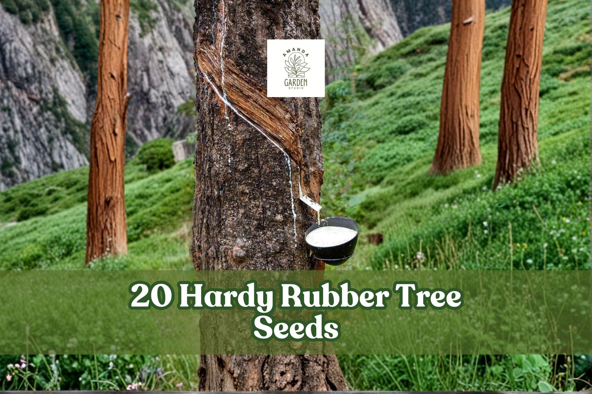 20 Hardy Rubber Tree Seeds for Planting | Ornamental Deciduous Tree | Eucommia ulmoides | Green Foliage for Gardens