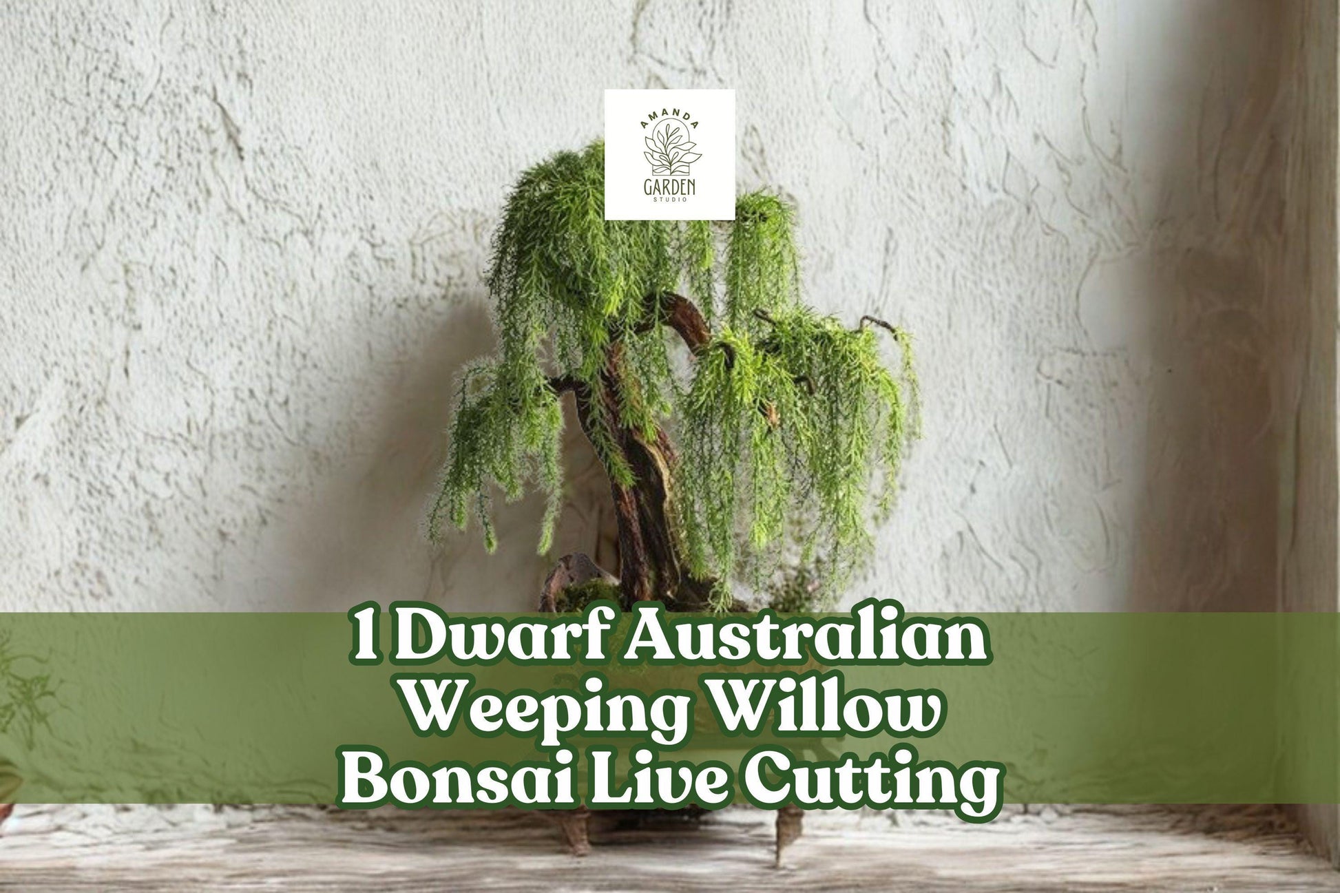 Dwarf Australian Weeping Willow Bonsai Live Cutting - Salix sp. Bare Root Ornamental Tree for Outdoor Planting