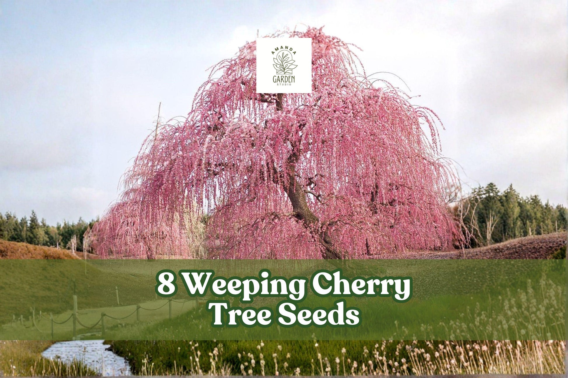 Weeping Cherry Tree Seeds - 8 Count - Weeping Higan Cherry (Prunus sp.) - Flowering Ornamental Bonsai Garden Planting