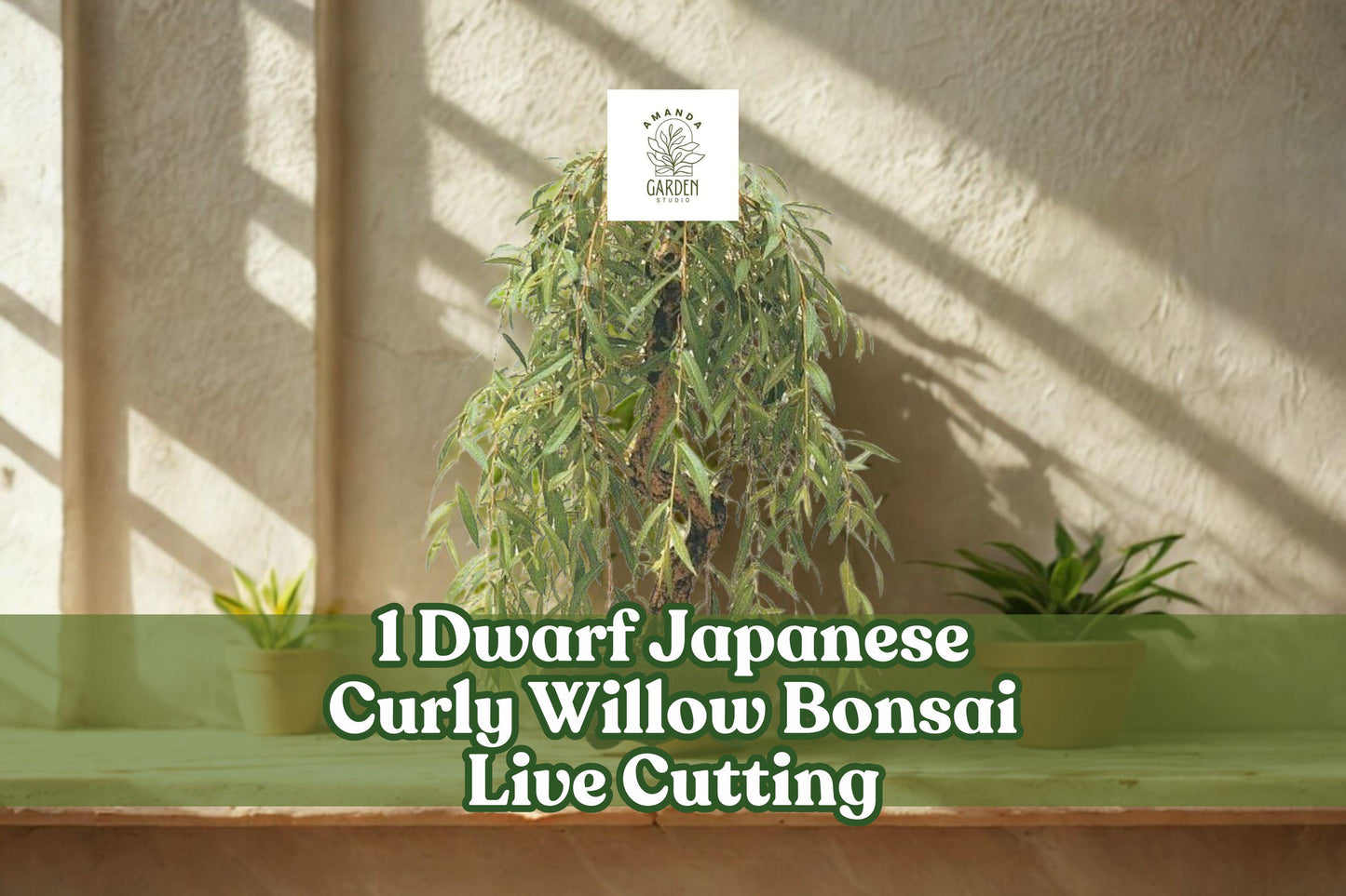 Dwarf Japanese Curly Willow Bonsai Live Cutting - Salix sp. - Naturally Twisted Branches for Outdoor or Container Planting