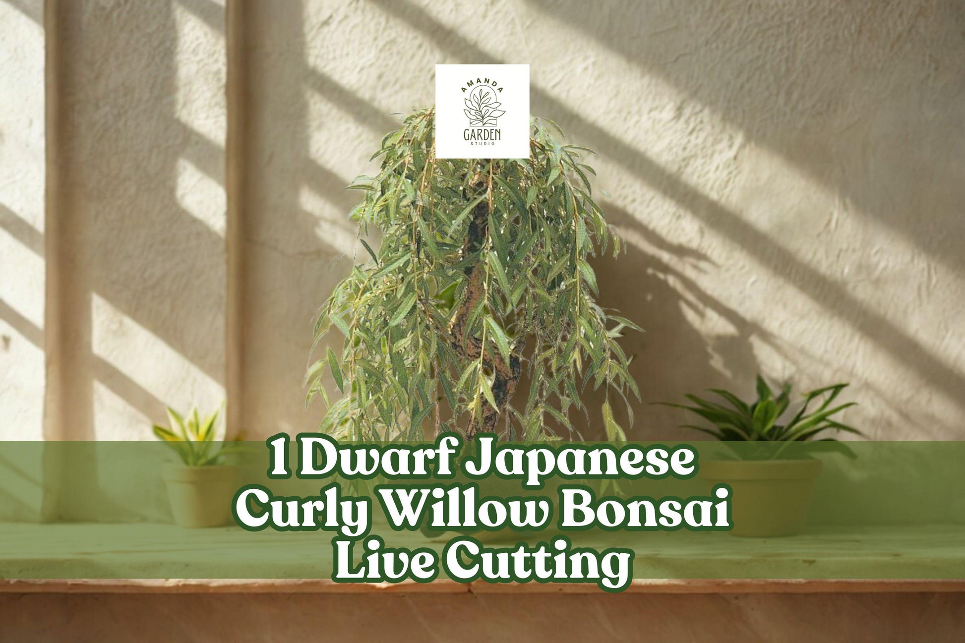Dwarf Japanese Curly Willow Bonsai Live Cutting - Salix sp. - Naturally Twisted Branches for Outdoor or Container Planting