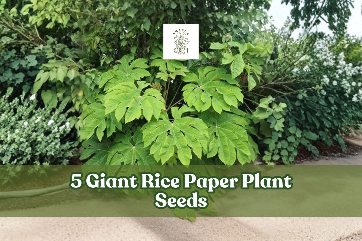 Giant Rice Paper Plant Seeds - 5 Seeds for Planting - Ornamental Foliage - Tetrapanax papyrifer - Tropical Green Leaves