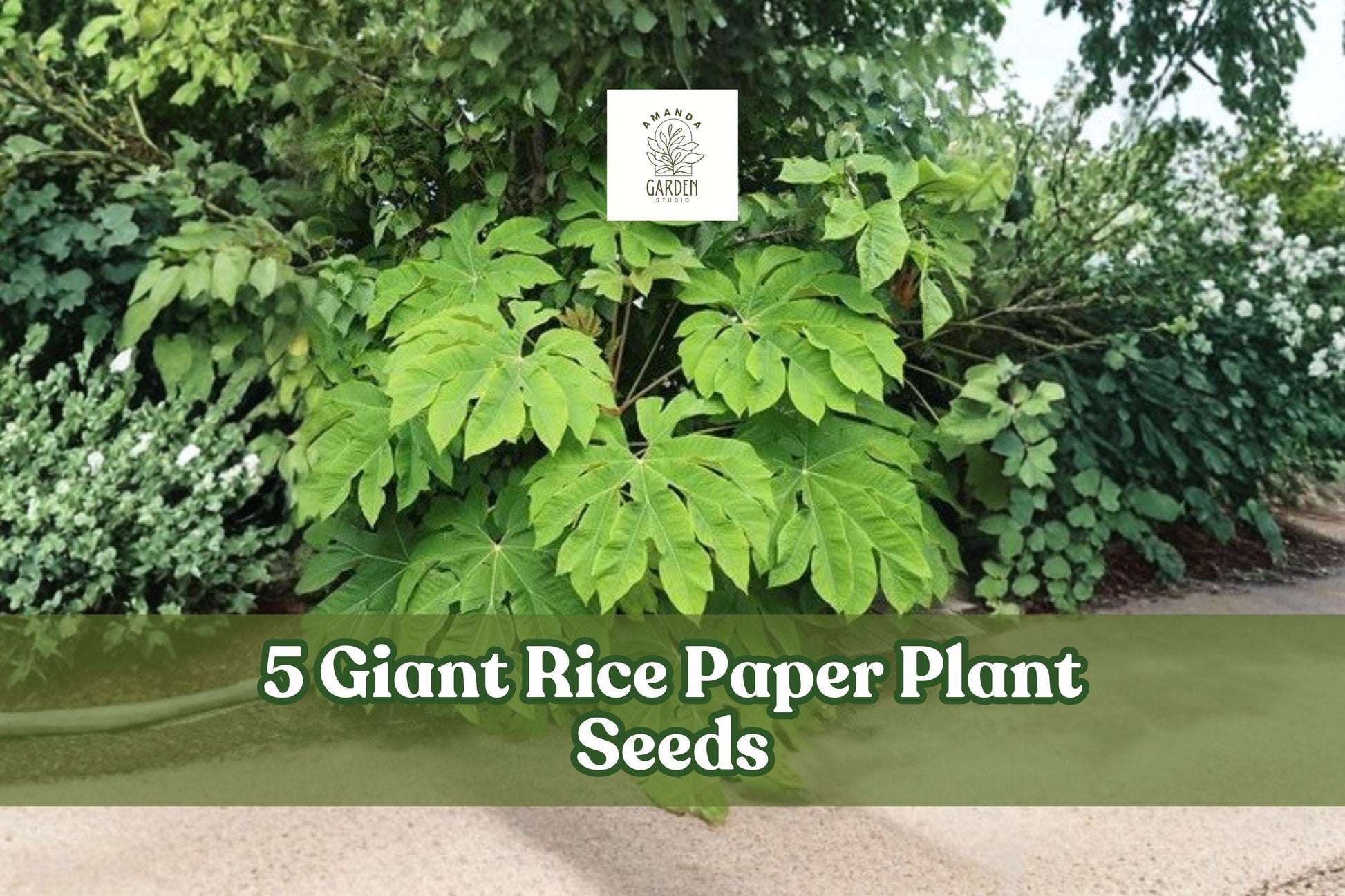 Giant Rice Paper Plant Seeds - 5 Seeds for Planting - Ornamental Foliage - Tetrapanax papyrifer - Tropical Green Leaves