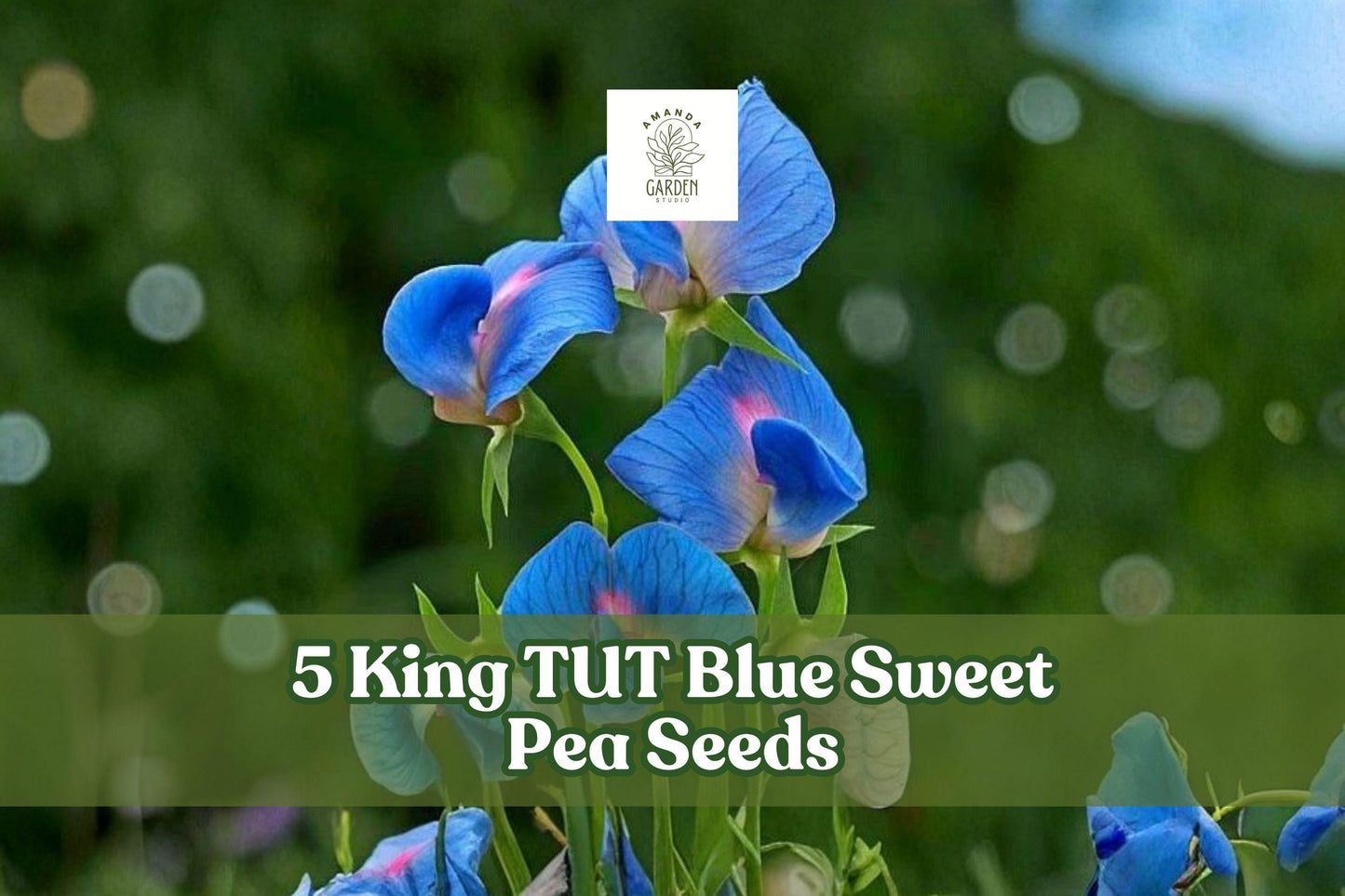 King TUT Blue Sweet Pea Seeds - 5 Pack Lathyrus sativus ‘azureus’ - Ornamental Climbing Vine with Blue Flowers