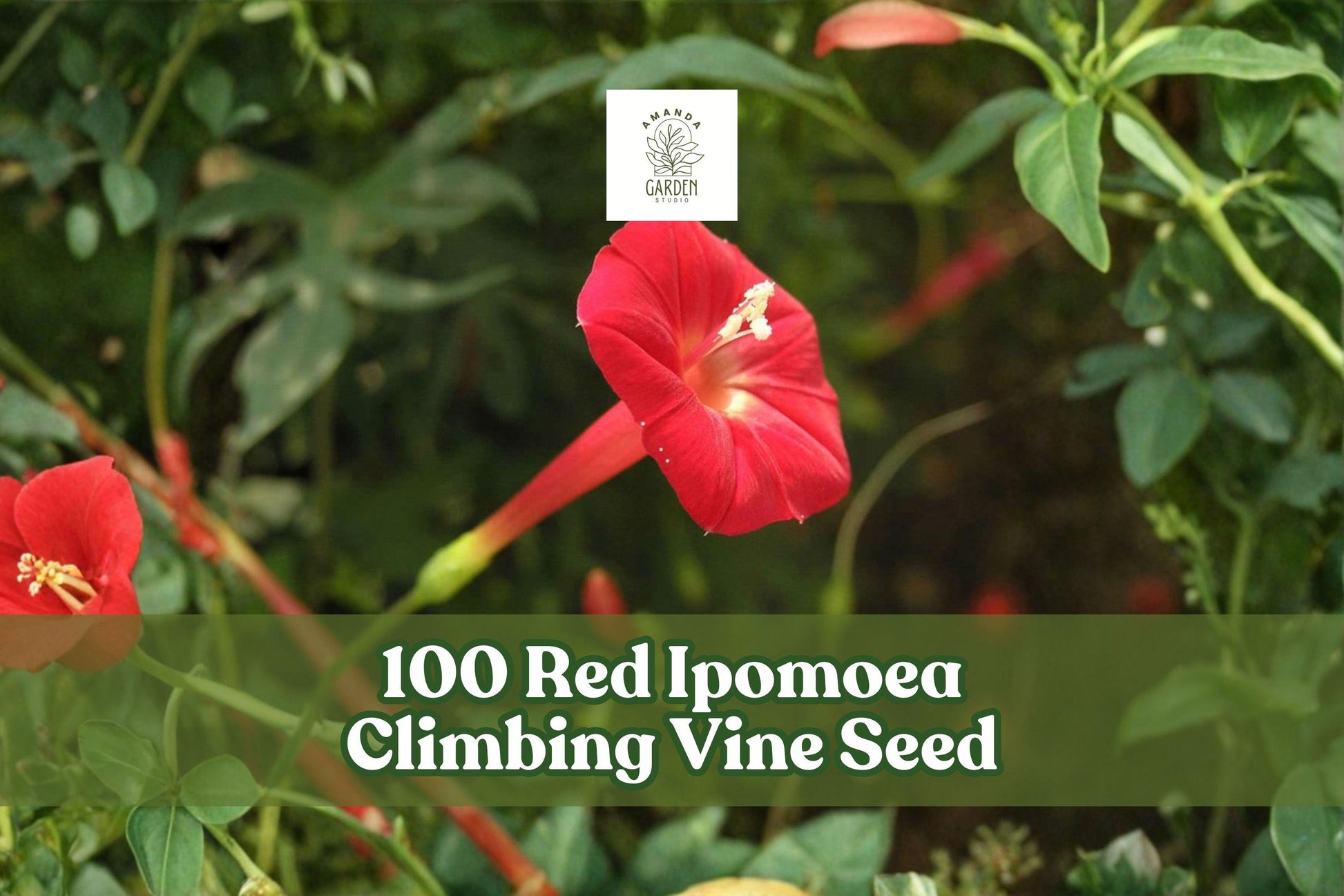 100 Red Ipomoea Climbing Vine Seeds for Planting - Vibrant Red Flowering Ornamental Vine - Ipomoea spp.