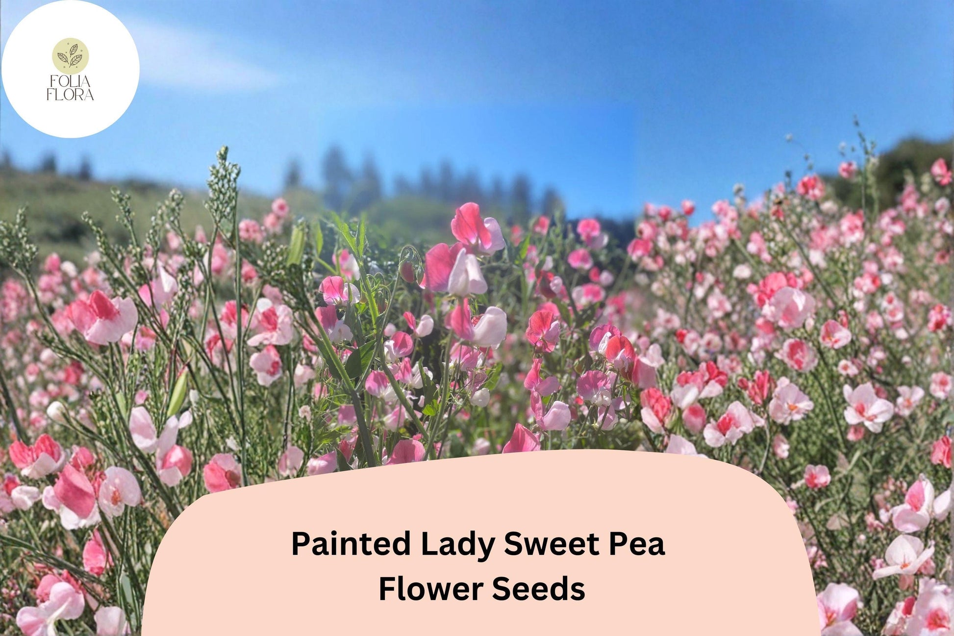 Painted Lady Sweet Pea Seeds - 50+ Fragrant Pink & White Bicolor Flowers for Climbing - Lathyrus odoratus