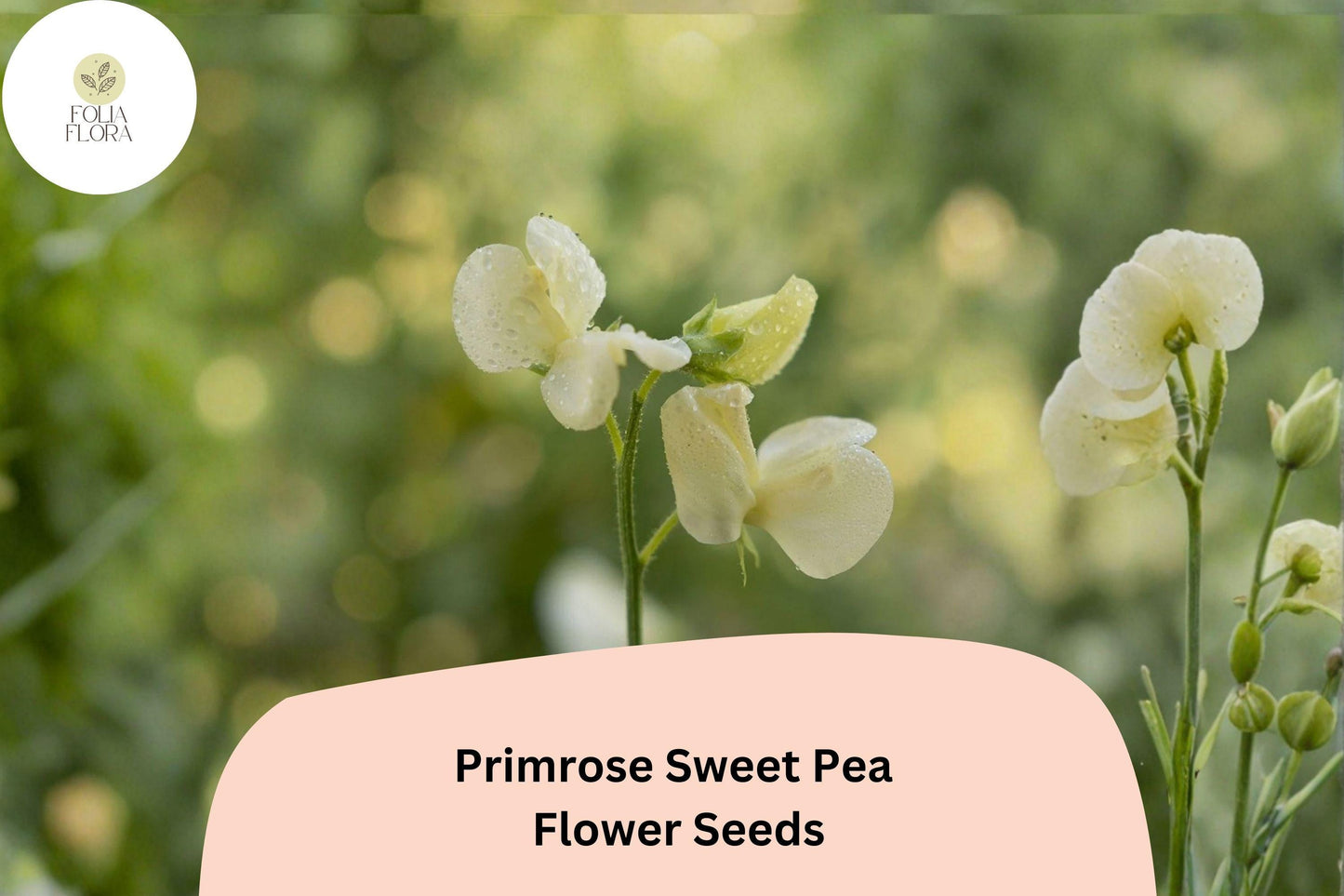 Primrose Sweet Pea Seeds - 50+ Pale Yellow Fragrant Climbing Flowers, Lathyrus odoratus, Heirloom Annual for Garden Trellis