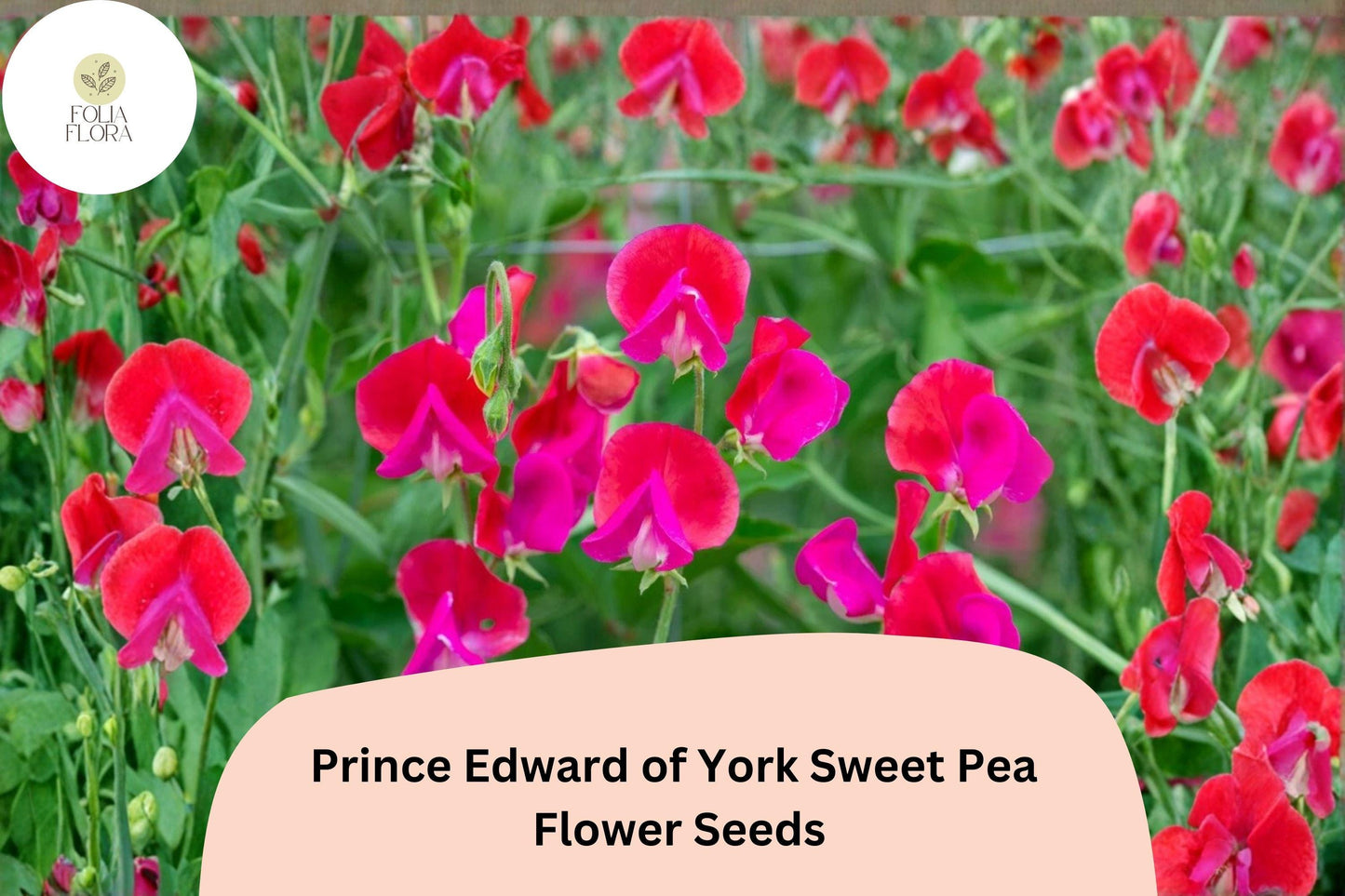 Sweet Pea Seeds | 50+ Count | Prince Edward of York | Deep Red Heirloom | Lathyrus odoratus | Fragrant Climber for Garden