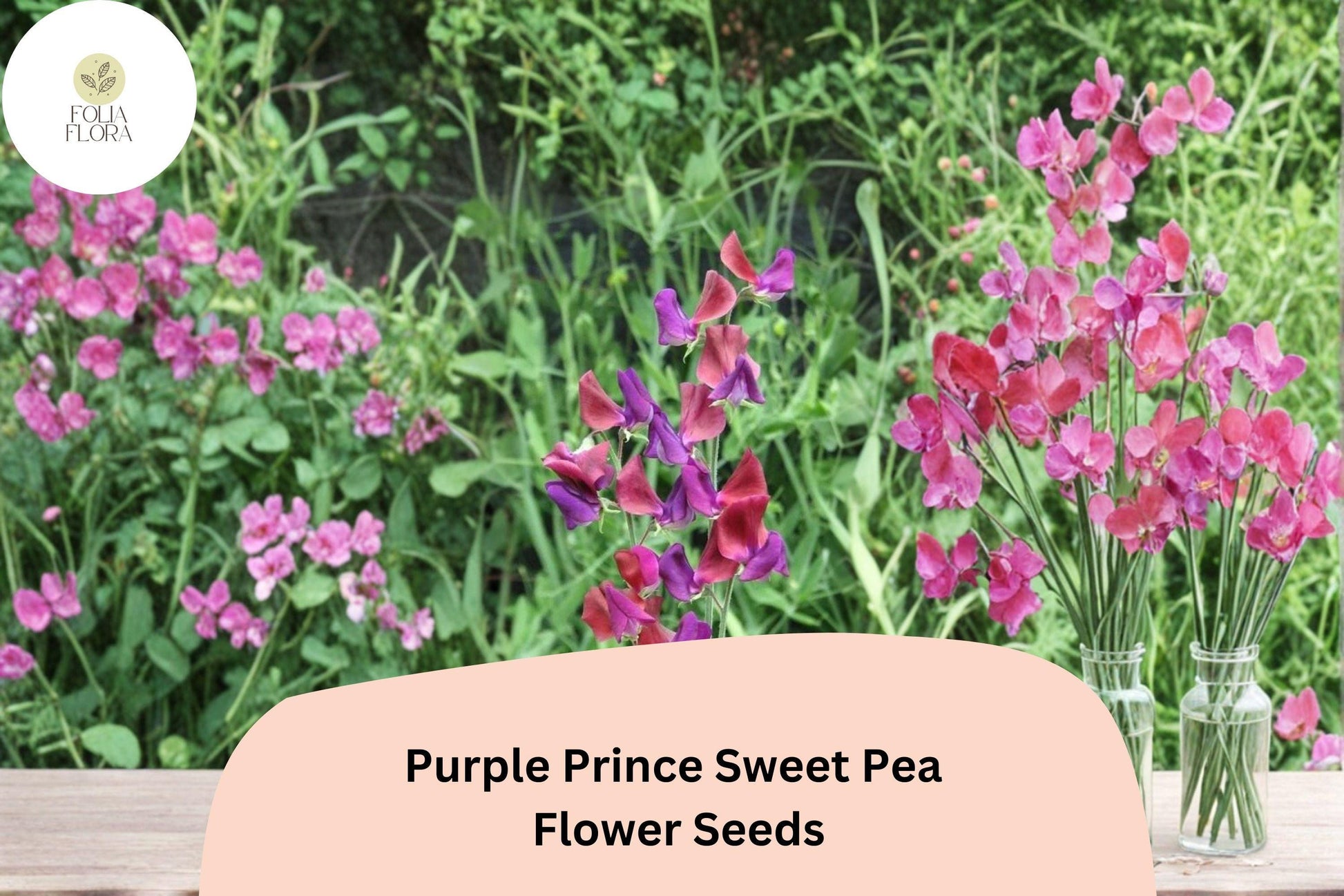 Purple Prince Sweet Pea Seeds - 50+ Fragrant Royal Purple Climbing Flowers, Lathyrus odoratus, Ideal for Trellises and Gardens