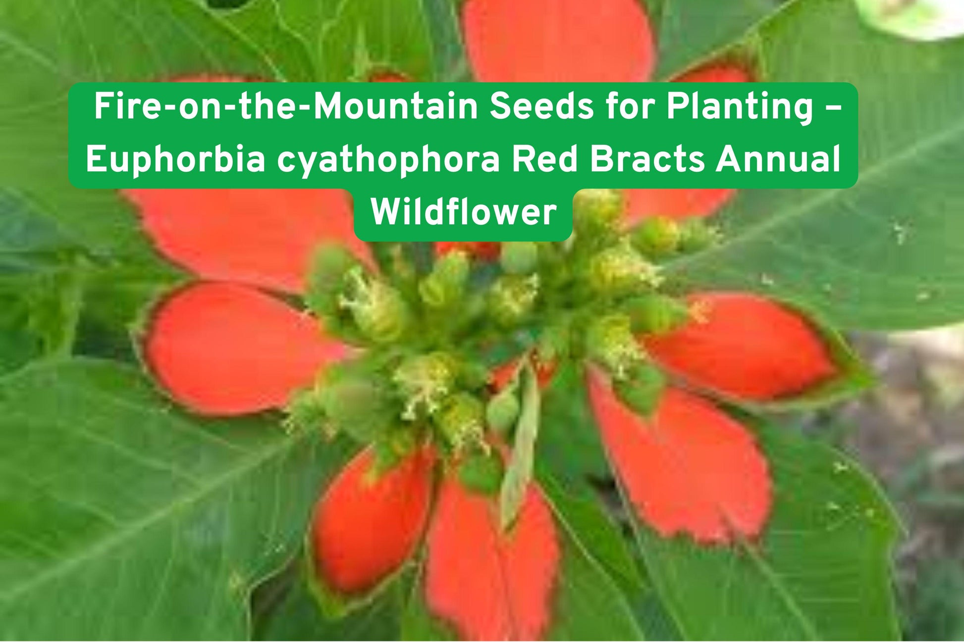 Fire-on-the-Mountain Seeds - Euphorbia cyathophora Red Bracts Annual Wildflower for Pollinator Gardens