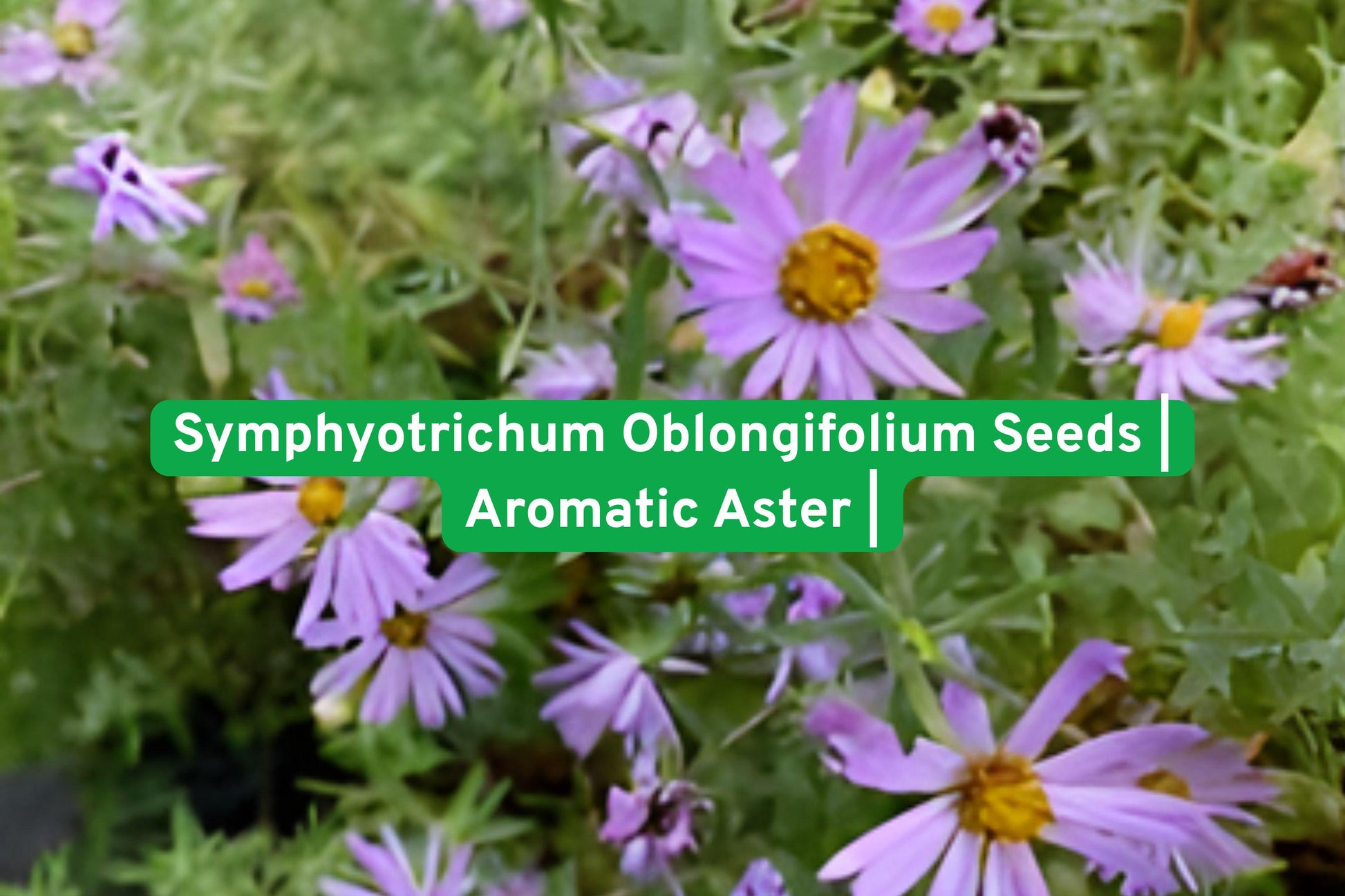 Aromatic Aster Seeds | Symphyotrichum Oblongifolium | Purple Perennial Wildflower | Pollinator Friendly Garden Plant