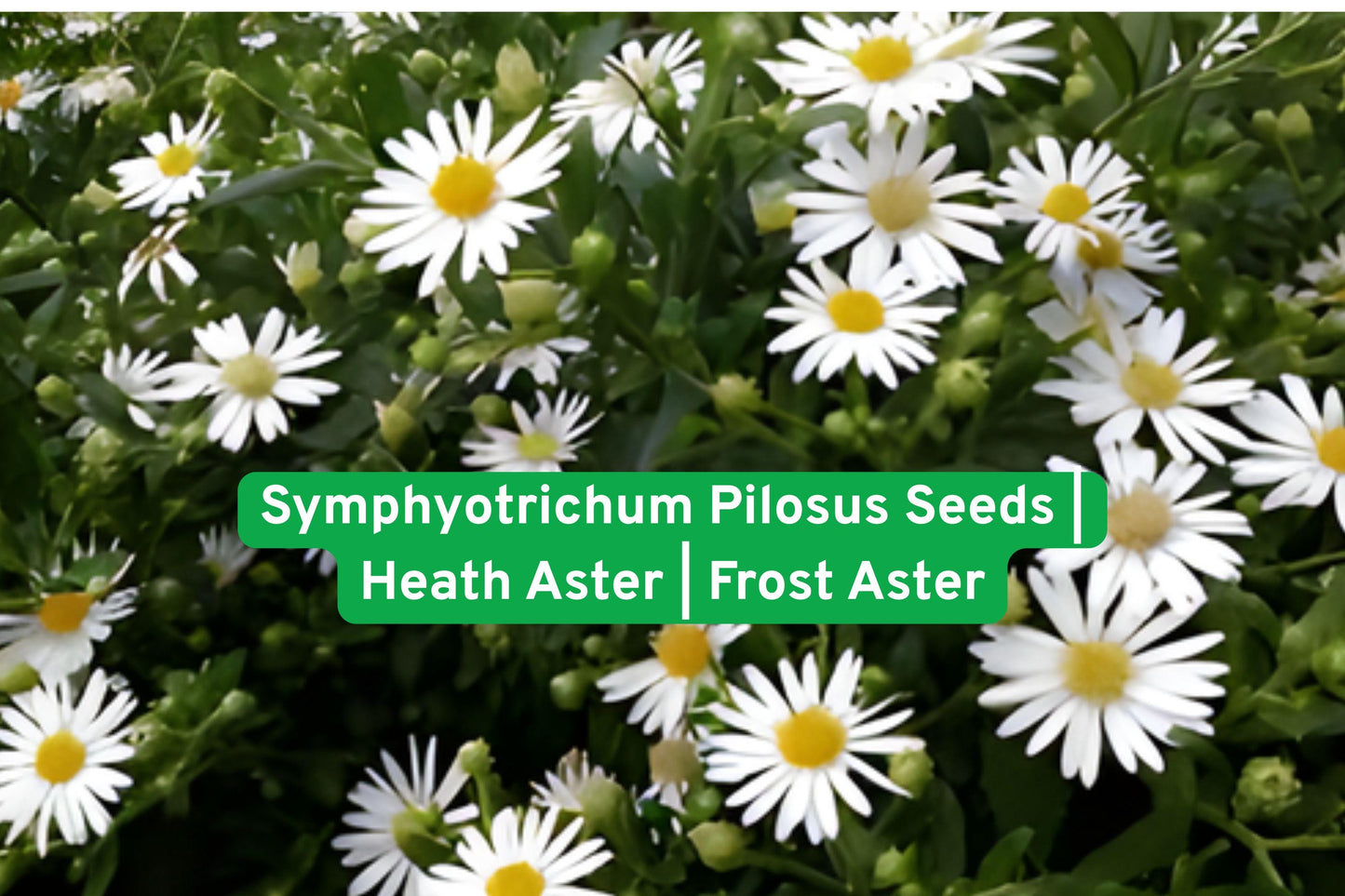 Heath Aster Seeds | Symphyotrichum pilosus | Native Perennial Wildflower | White Blooms for Pollinator Gardens