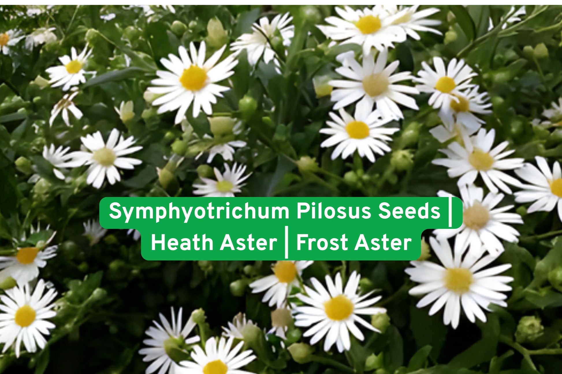 Heath Aster Seeds | Symphyotrichum pilosus | Native Perennial Wildflower | White Blooms for Pollinator Gardens