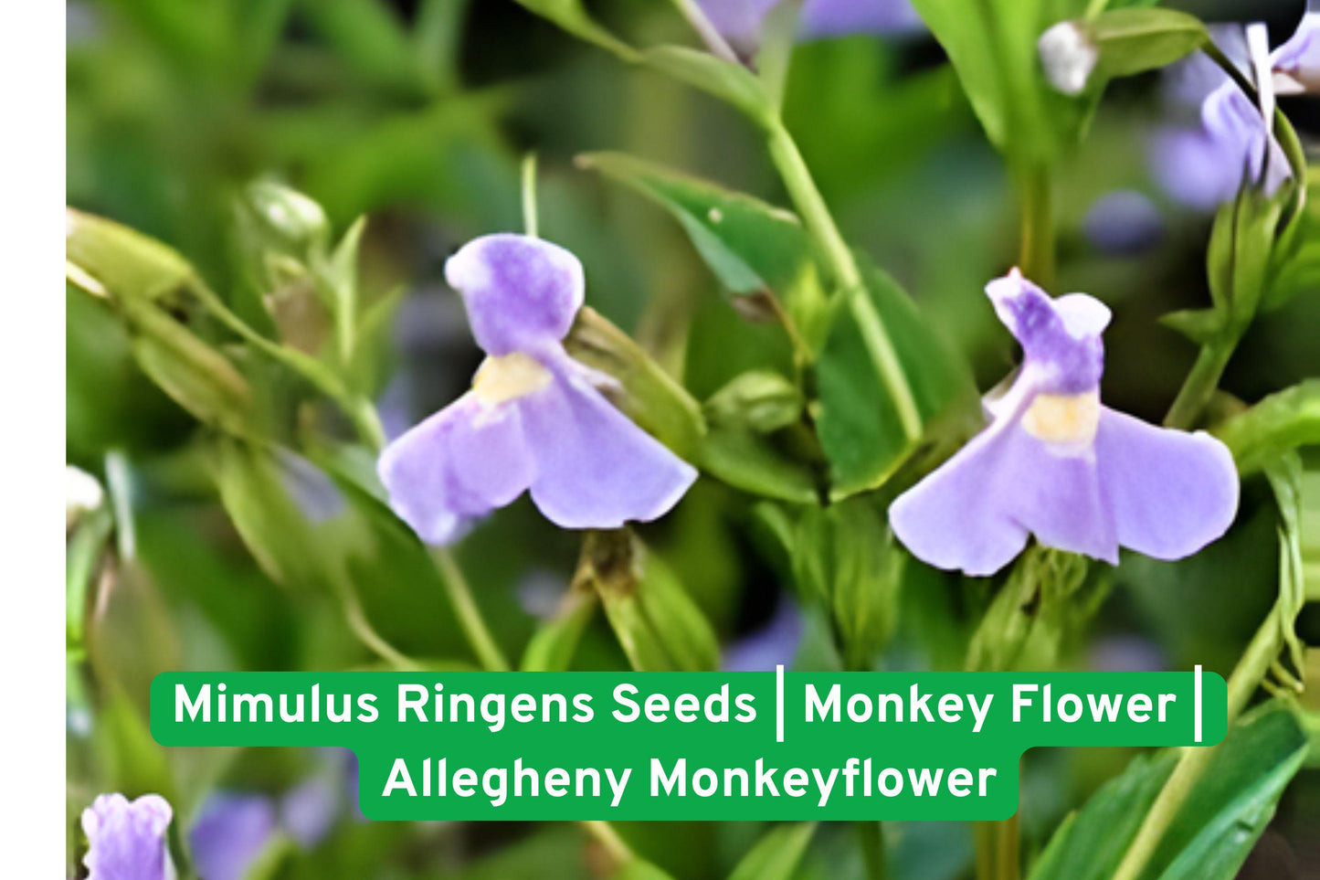 Mimulus Ringens Seeds | Monkey Flower | Lavender-Purple | Allegheny Monkeyflower | Native Perennial Wildflower